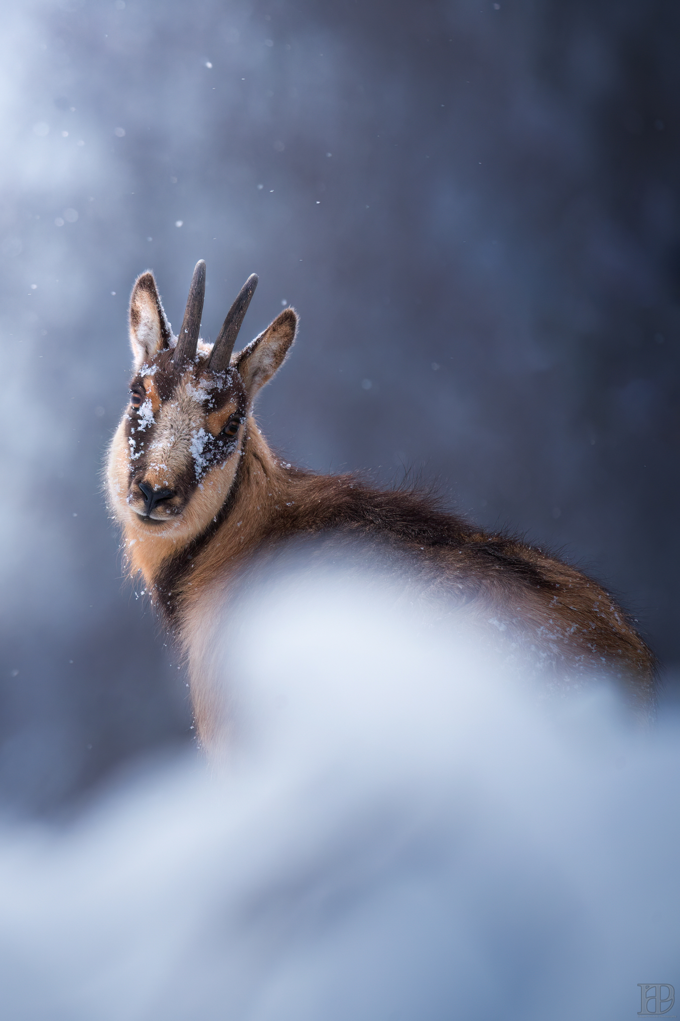 Chamois and snow: a unique combination!