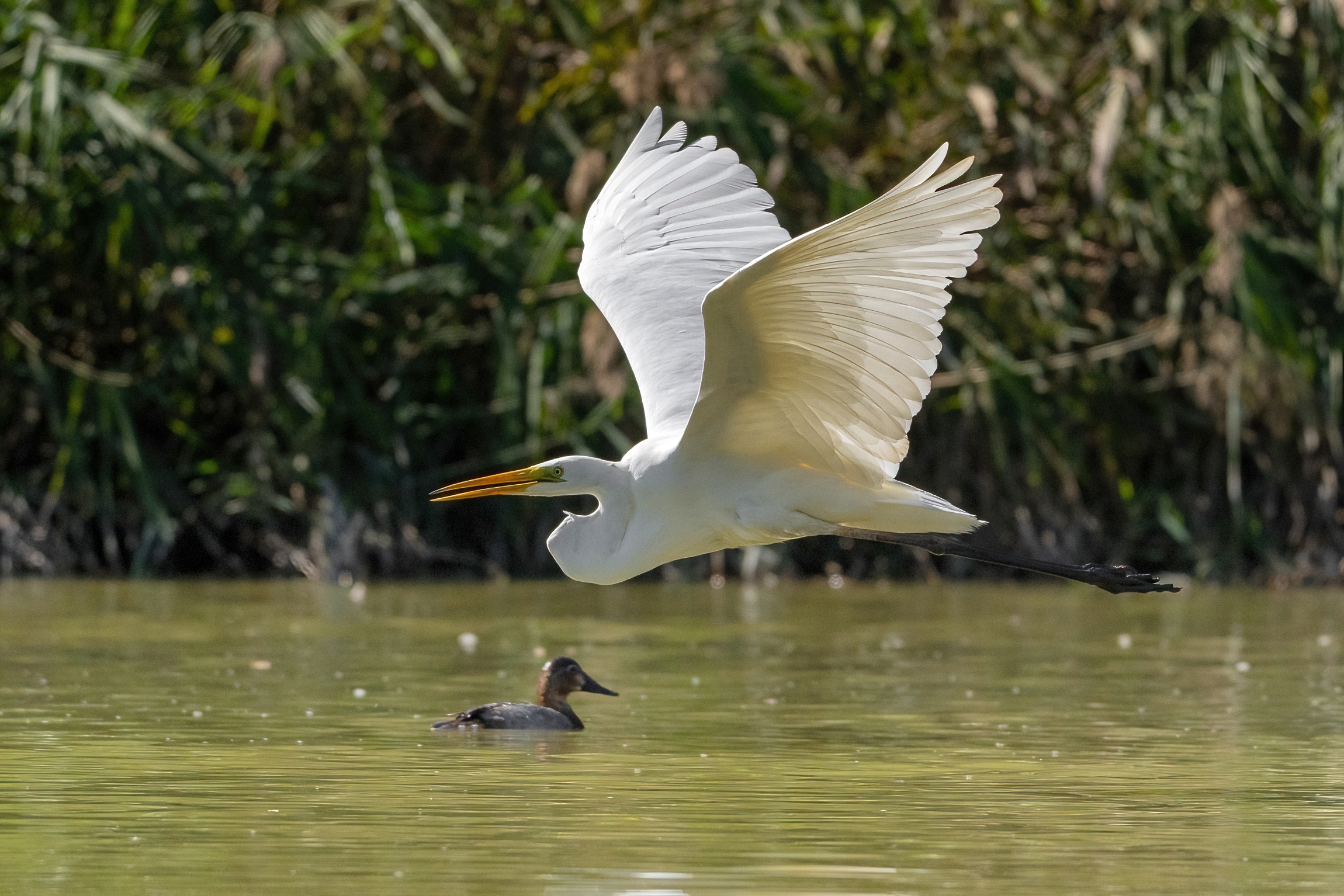 Great White Heron and Pochard