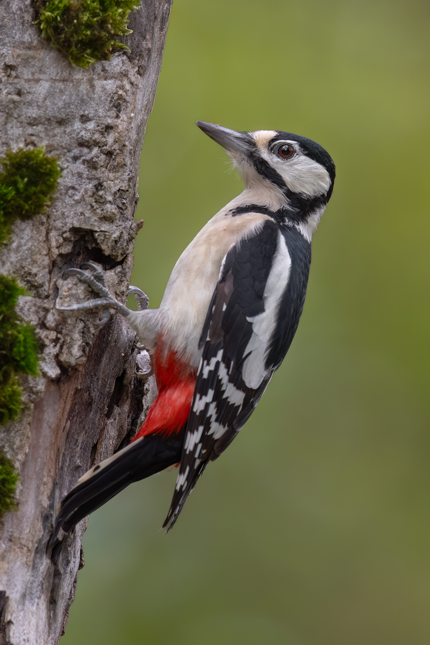 Picchio rosso maggiore