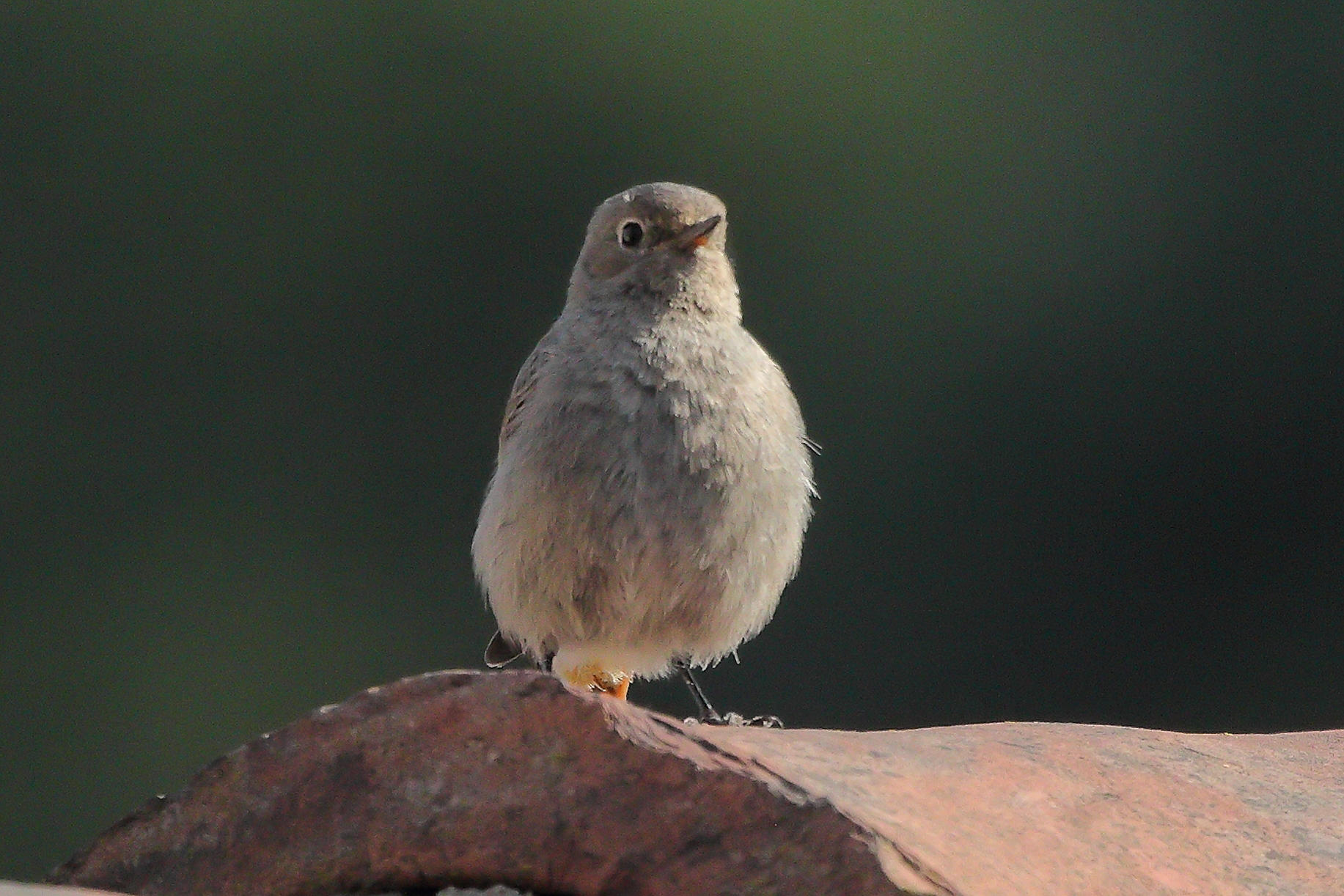 Redstart 01 June 2023