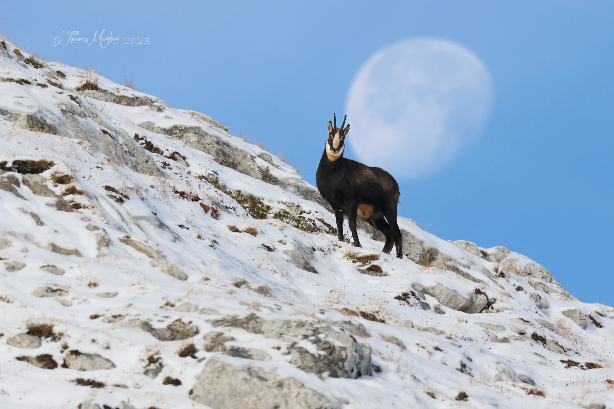 Il camoscio e la luna