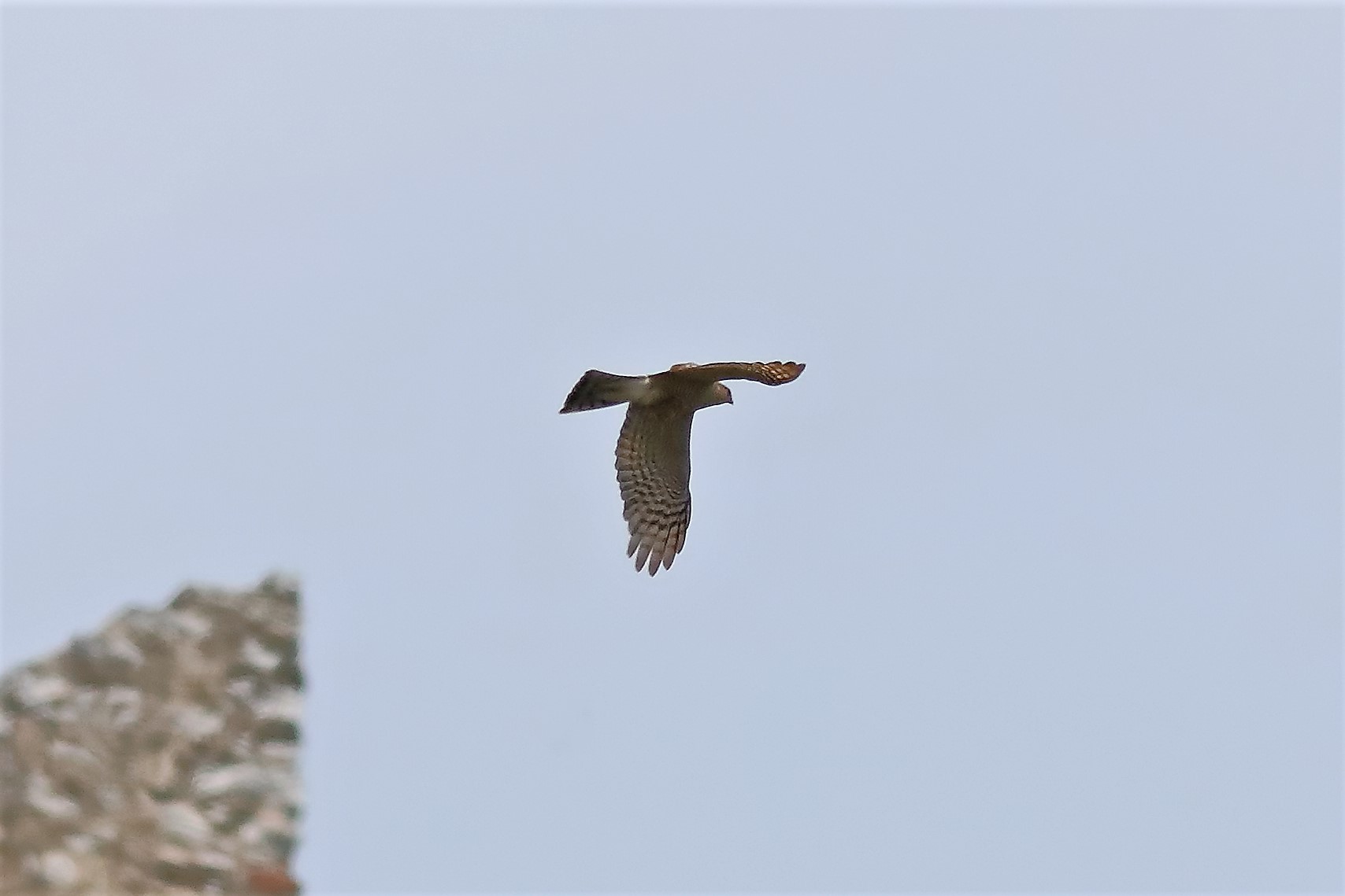 Sparrowhawk 15-06-2023