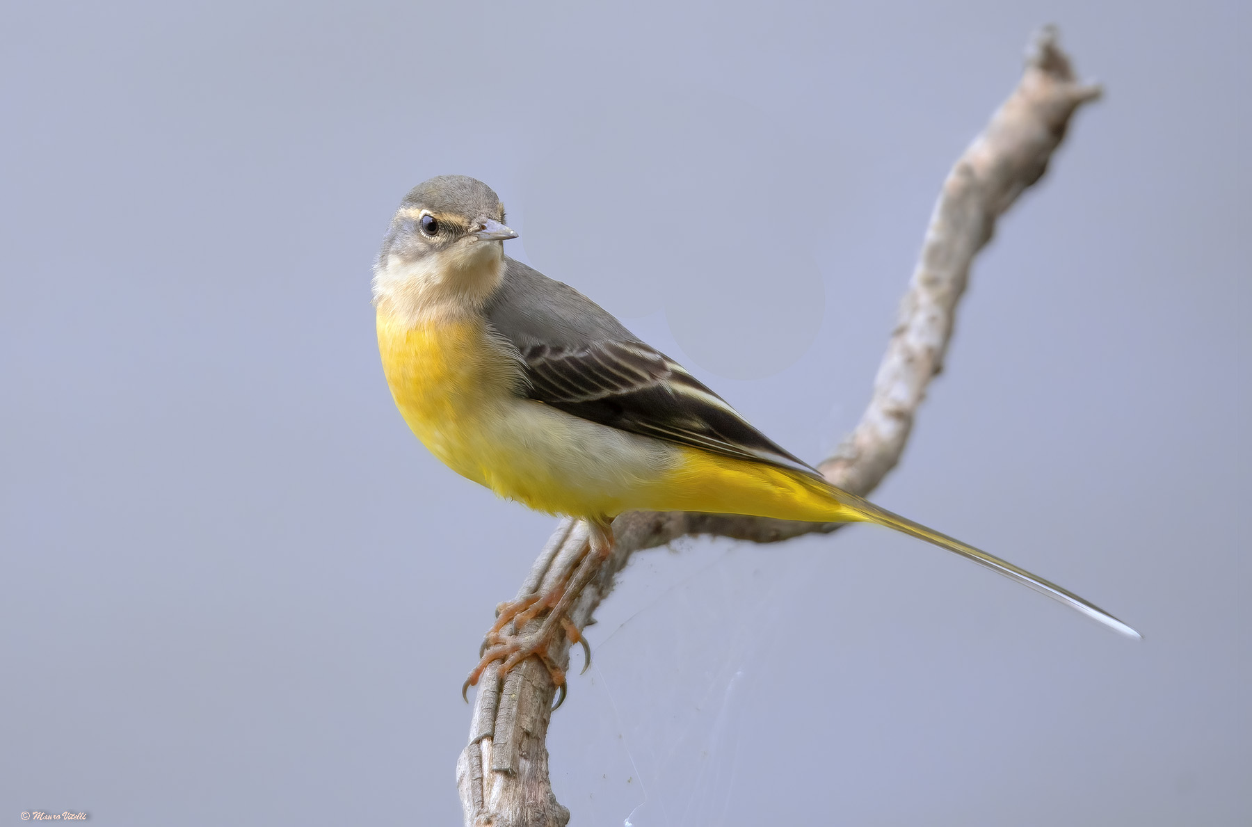 Grey wagtail