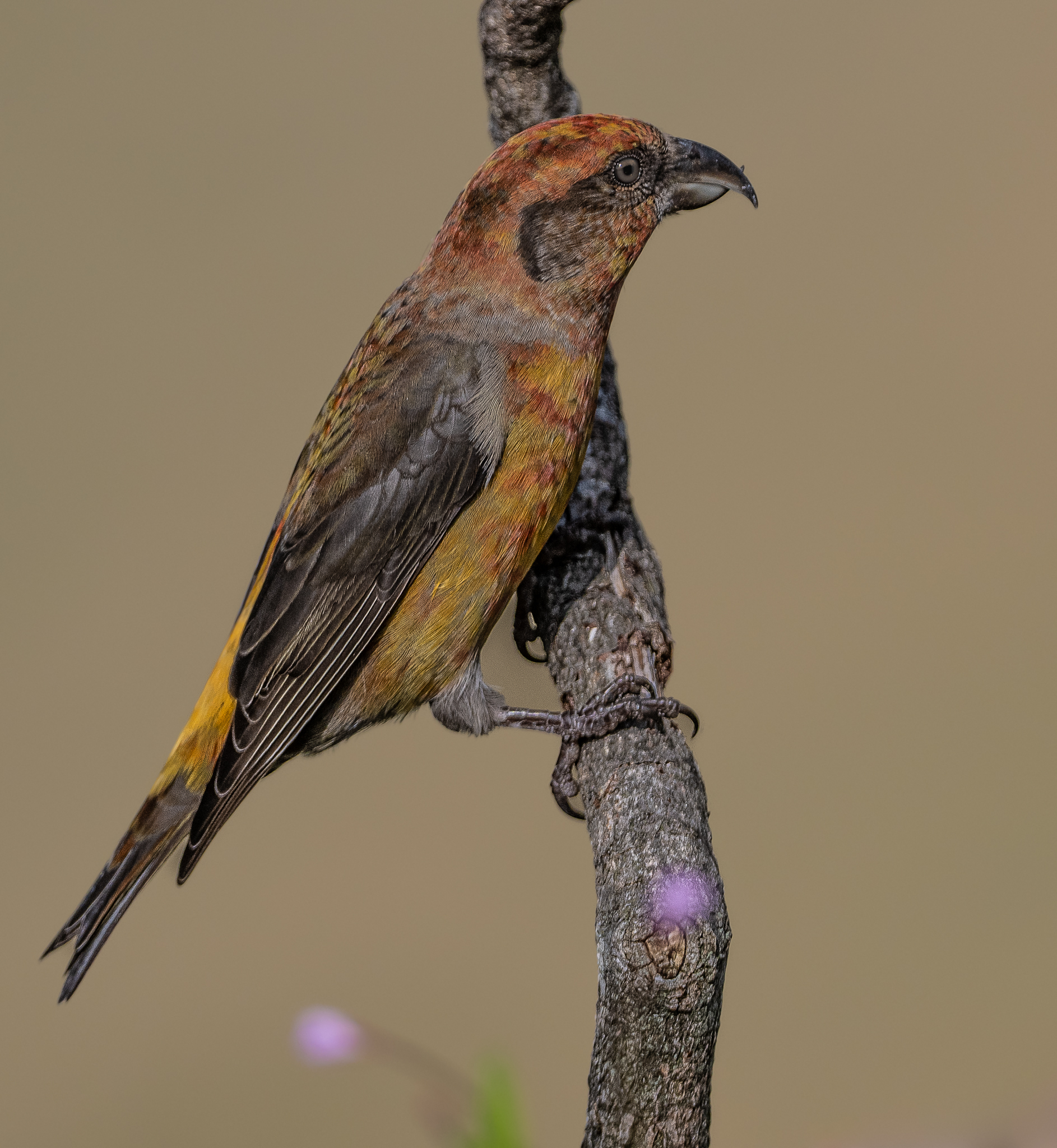 Cruises: large head, massive beak and short tail.