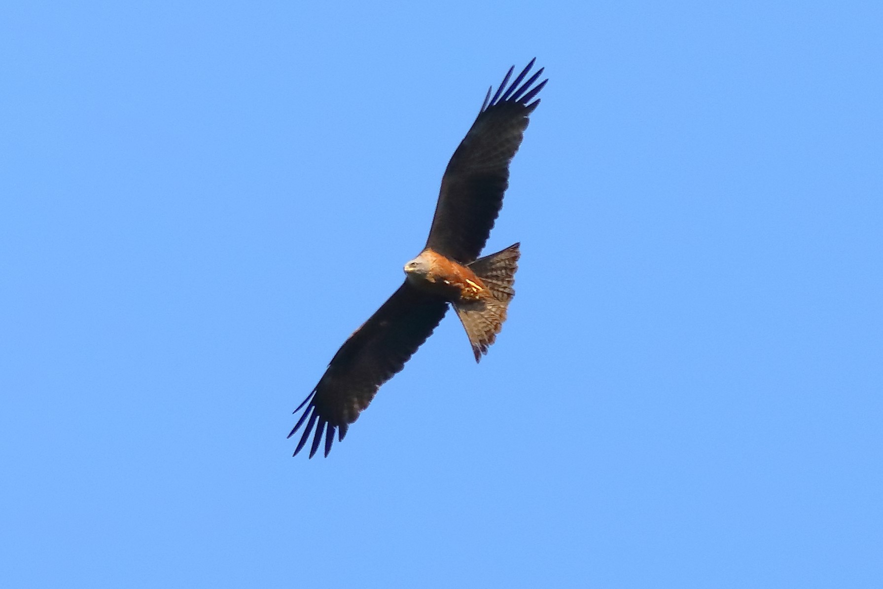 Black Kite 17-06-2023