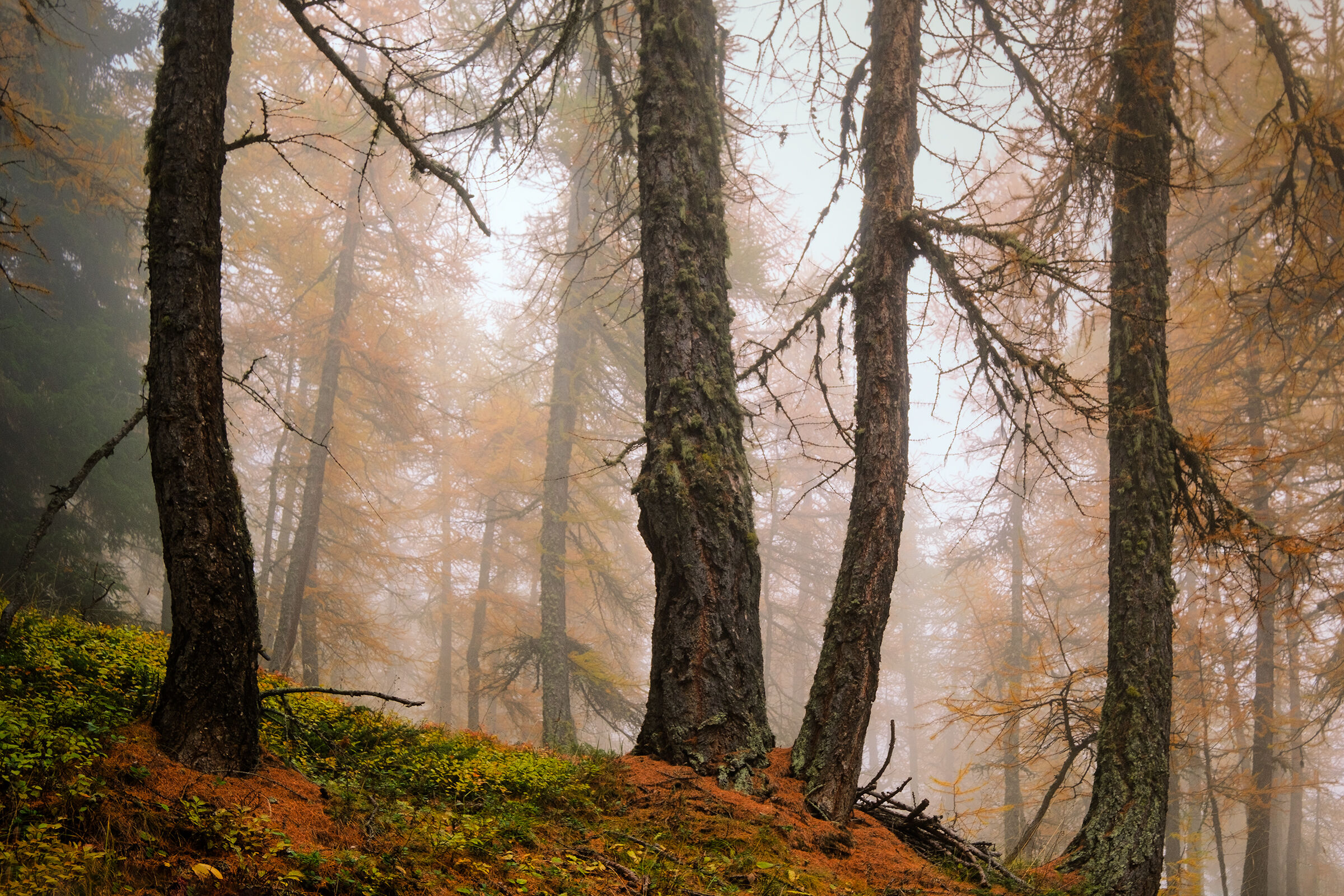 Nebbia tra i larici