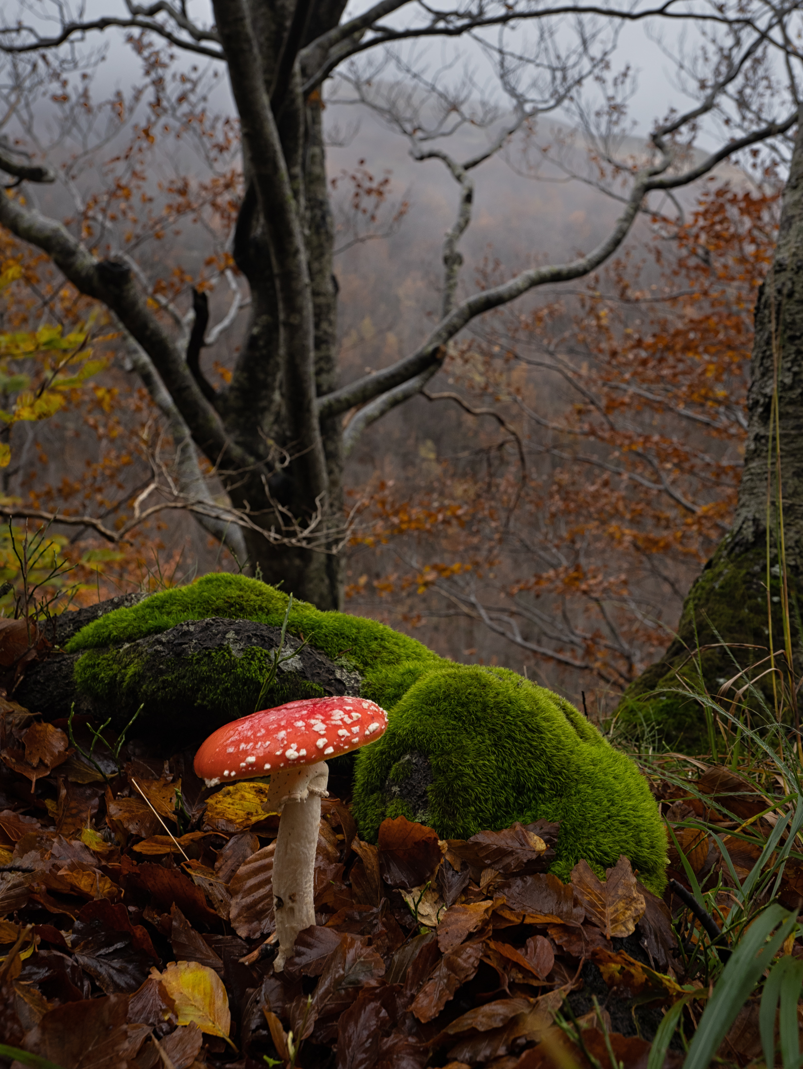 Camminando nell'autunno