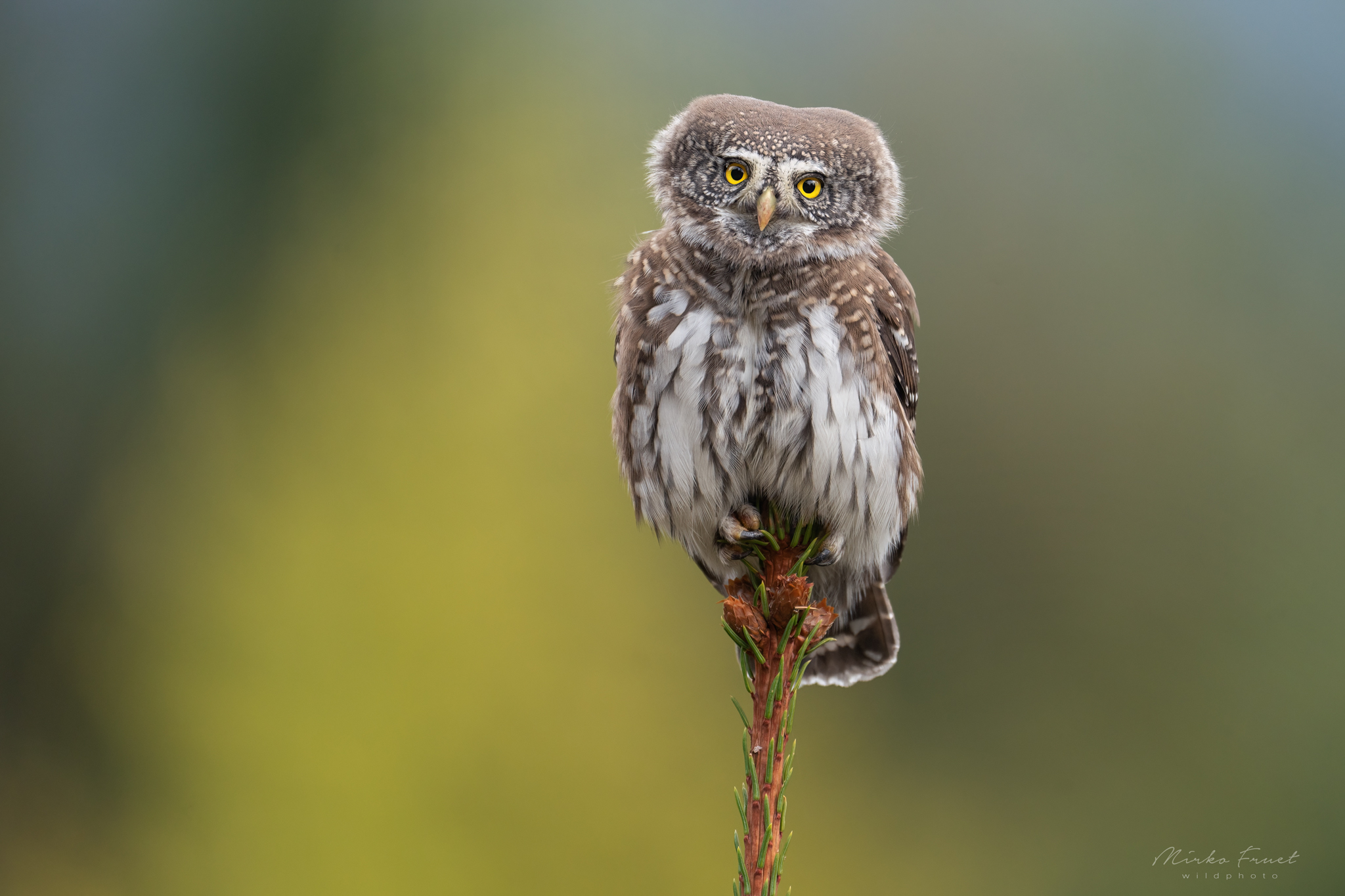 Dwarf owl