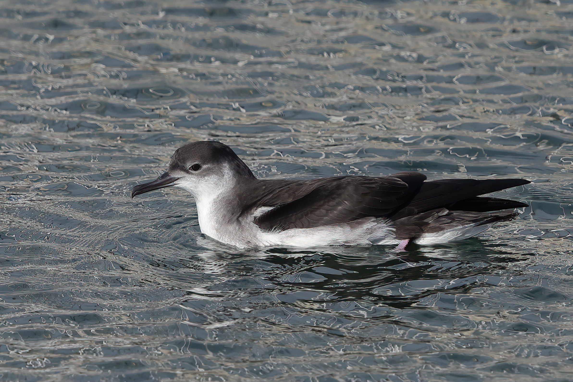 Atlantic Shearwater