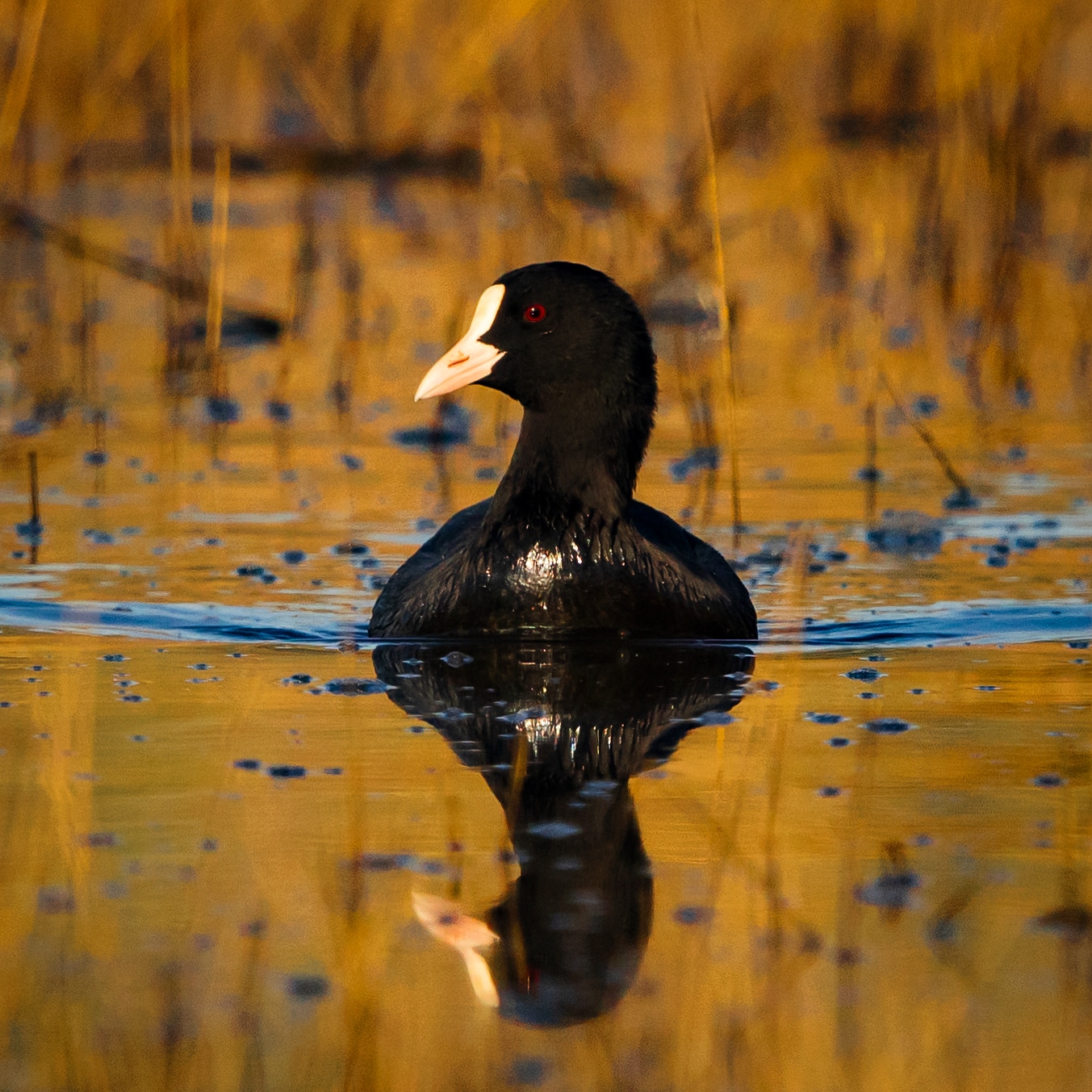Common Coot
