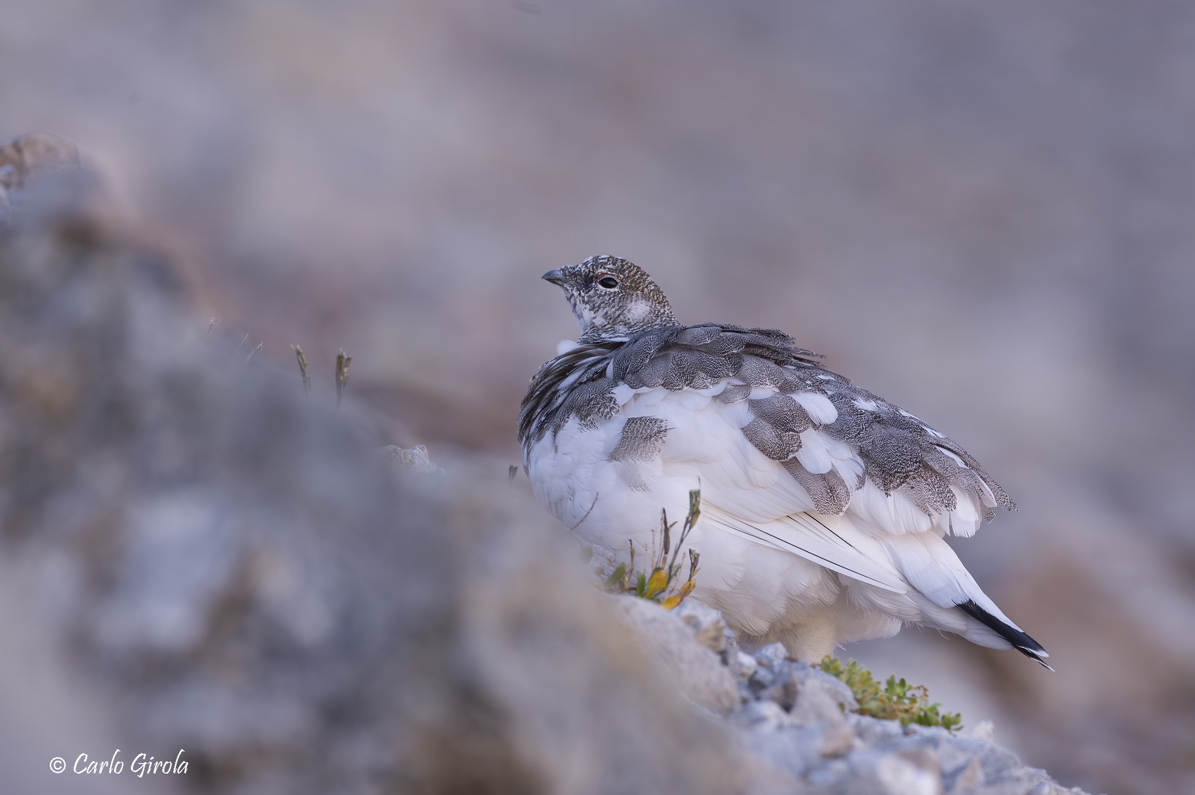 Ptarmigan (Lagopus muta)