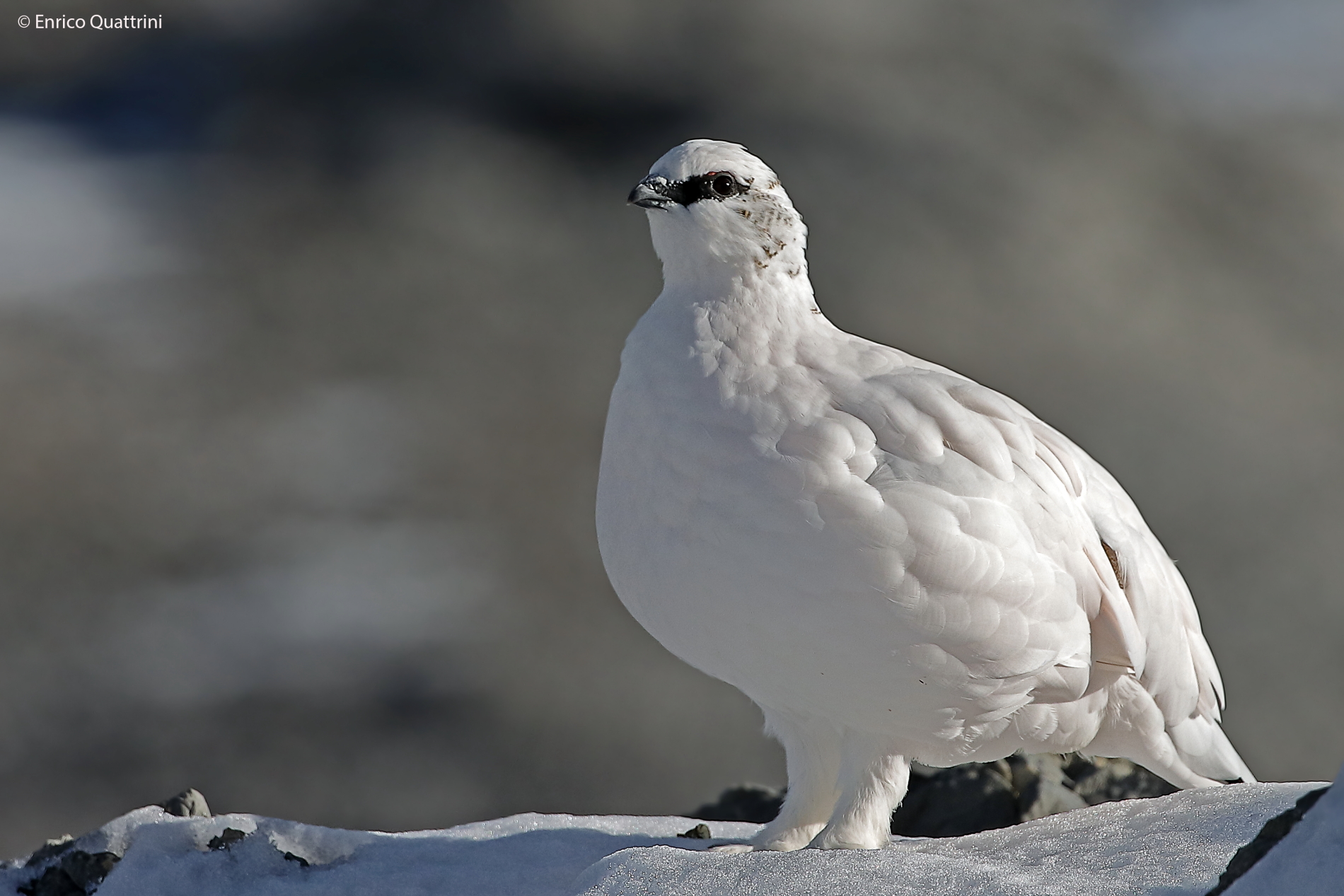 Ptarmigan