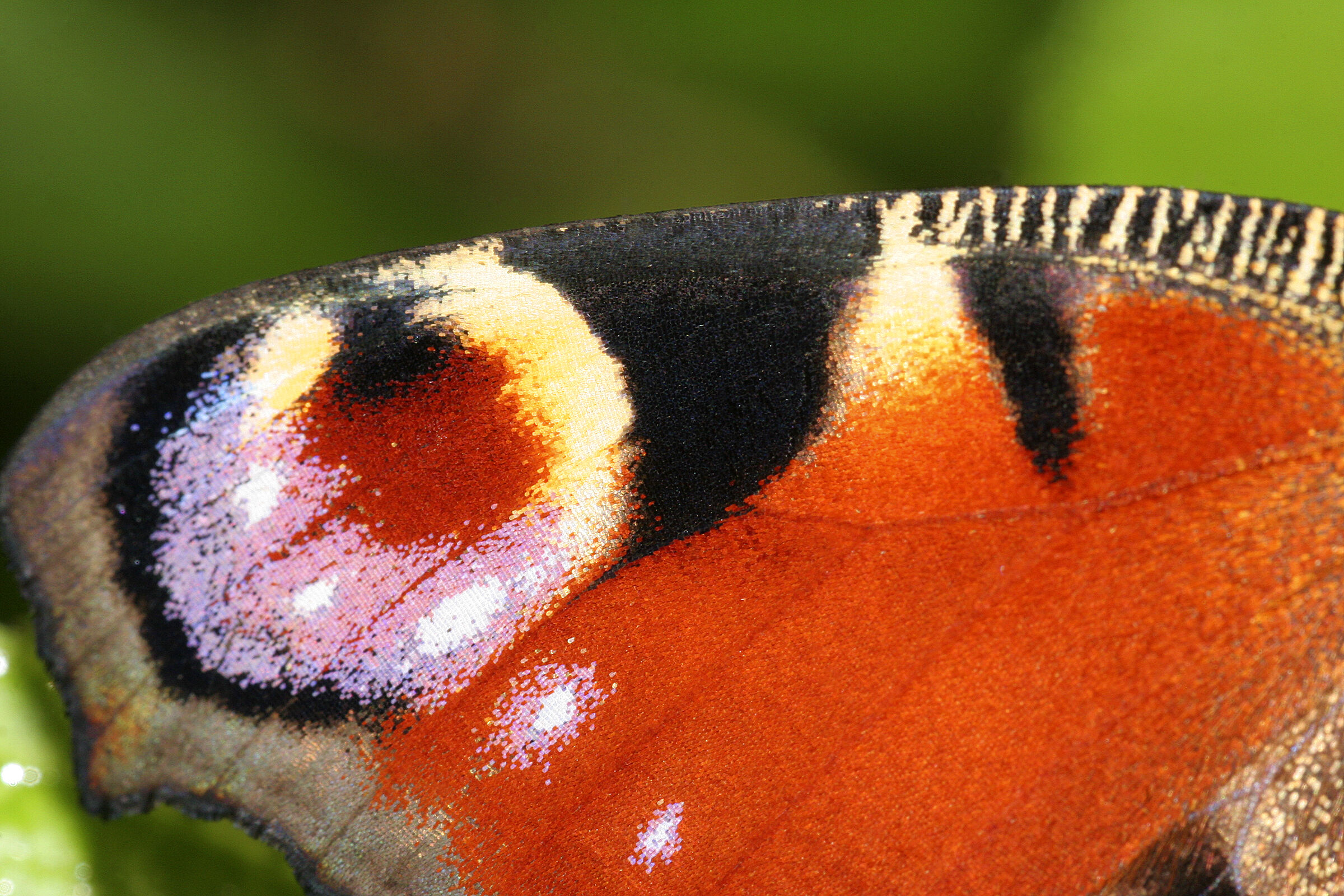 Detail of the wings of Inachis Io