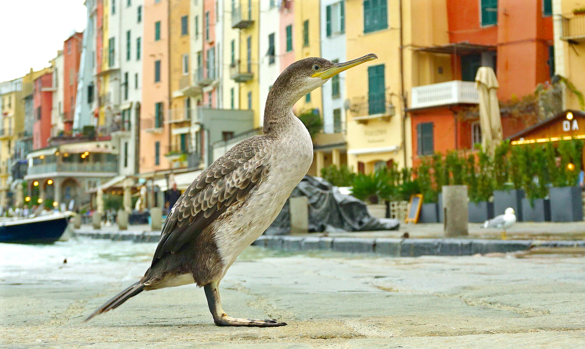 Ho incontrato Palmiro(Portovenere)