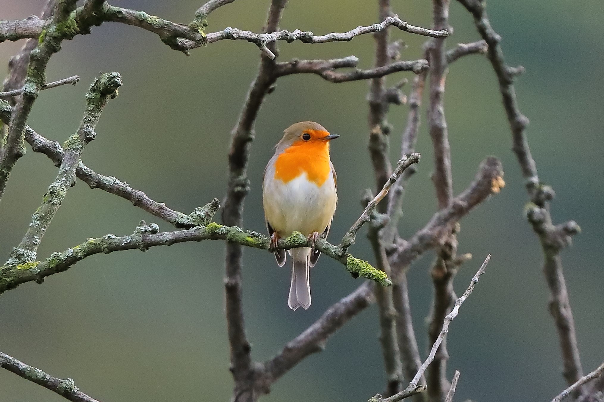 Robin 31-10-2023