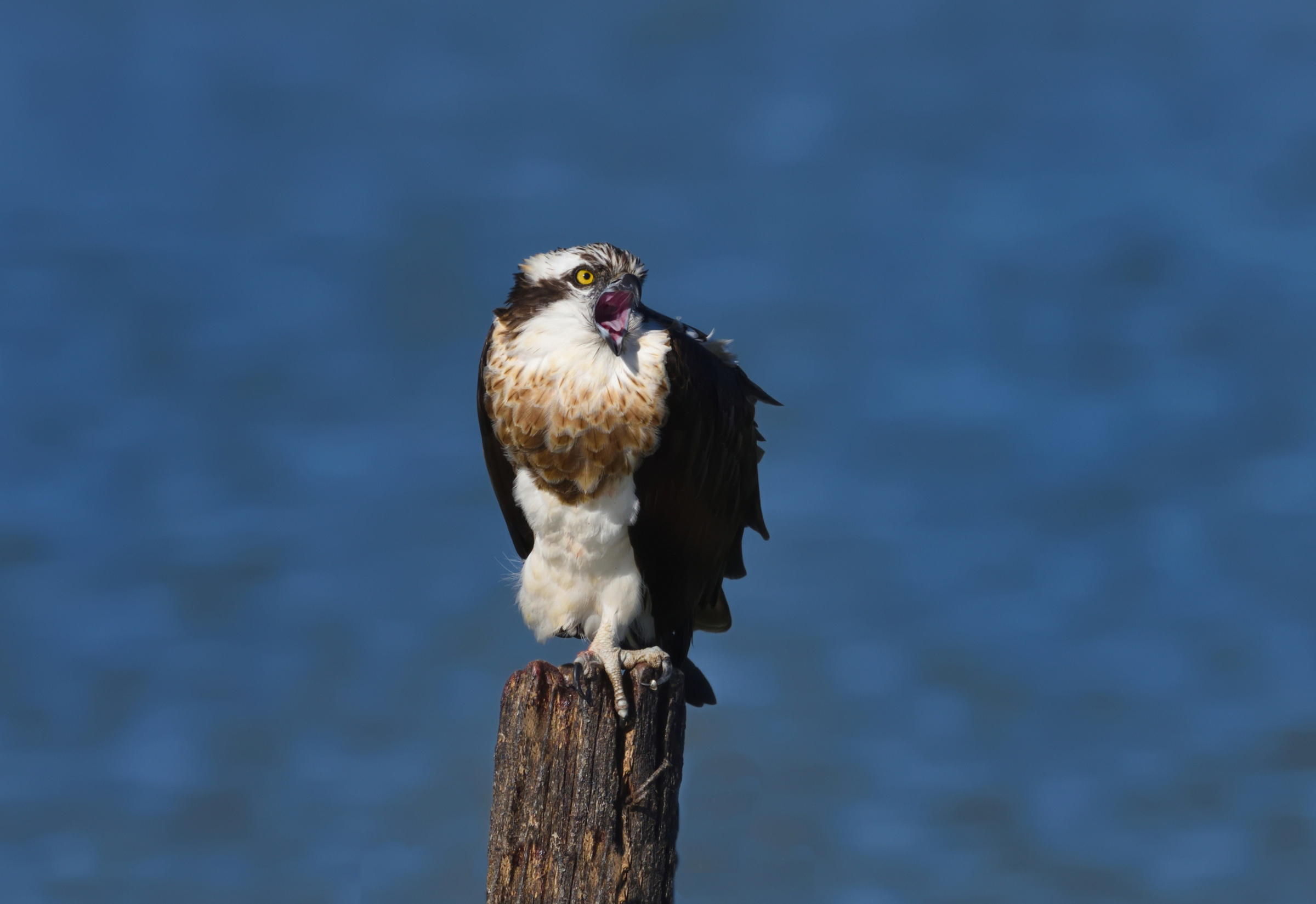 Un po nervosetto ...