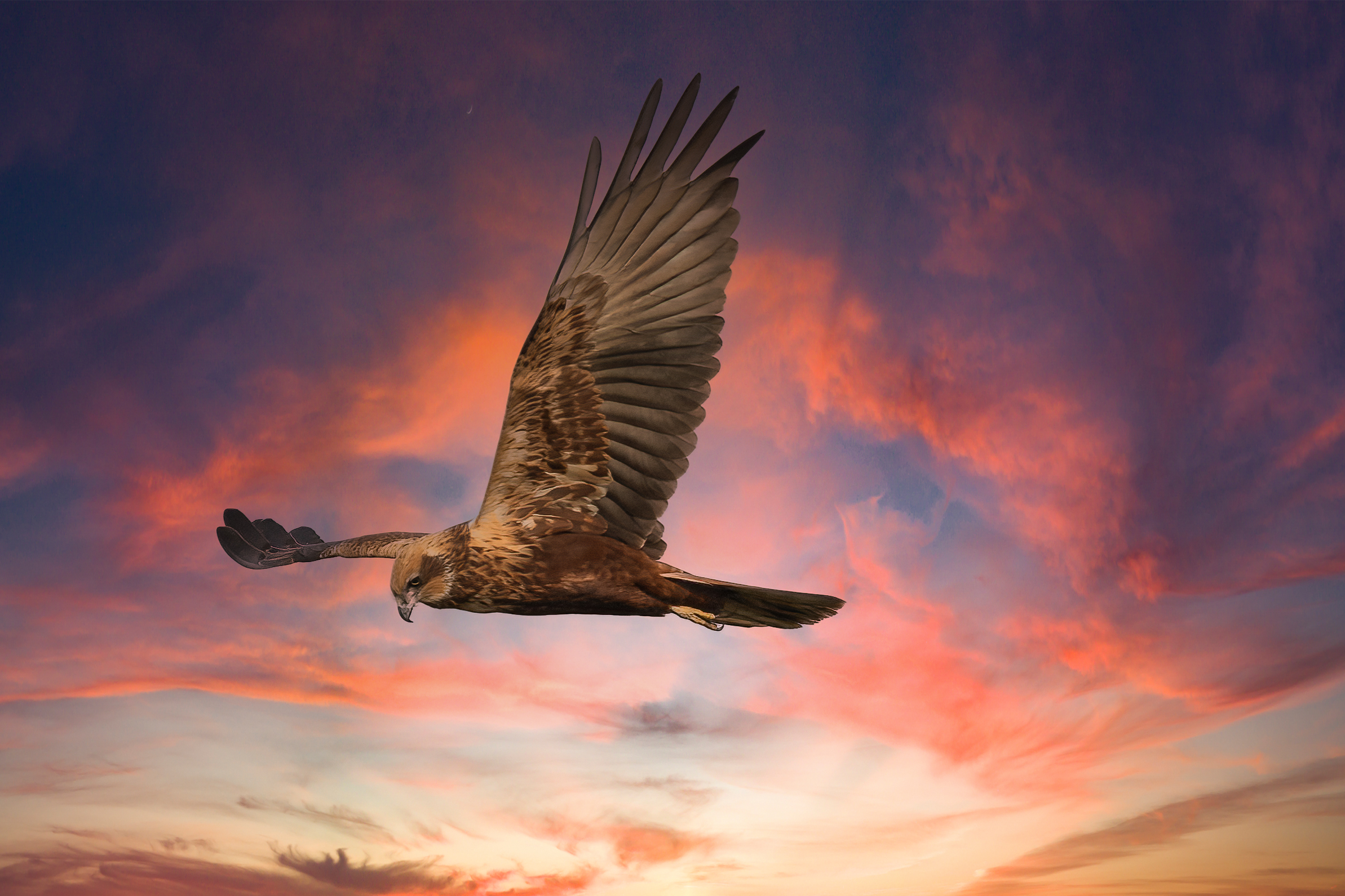 Falco di Palude