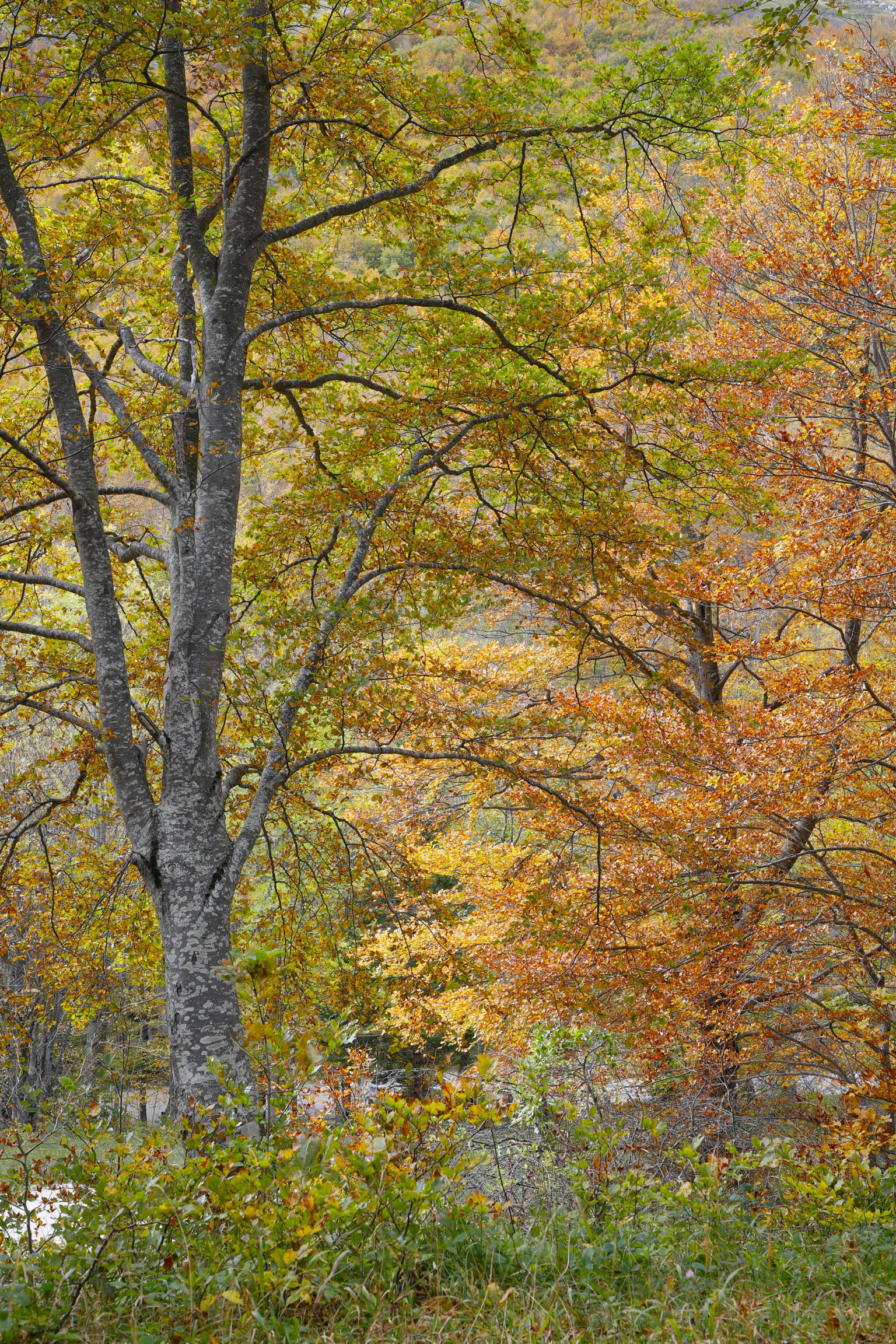Abbraccio d' autunno