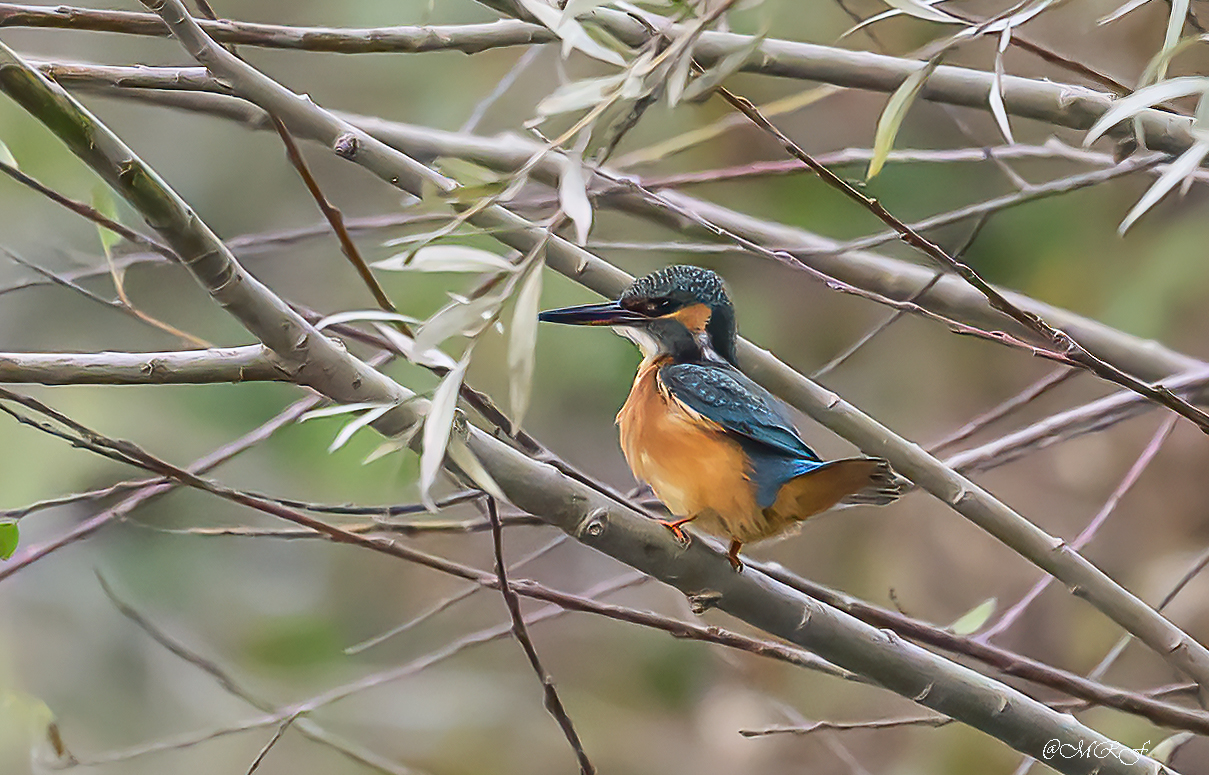 FieroBecco (Kingfisher) on a gloomy day
