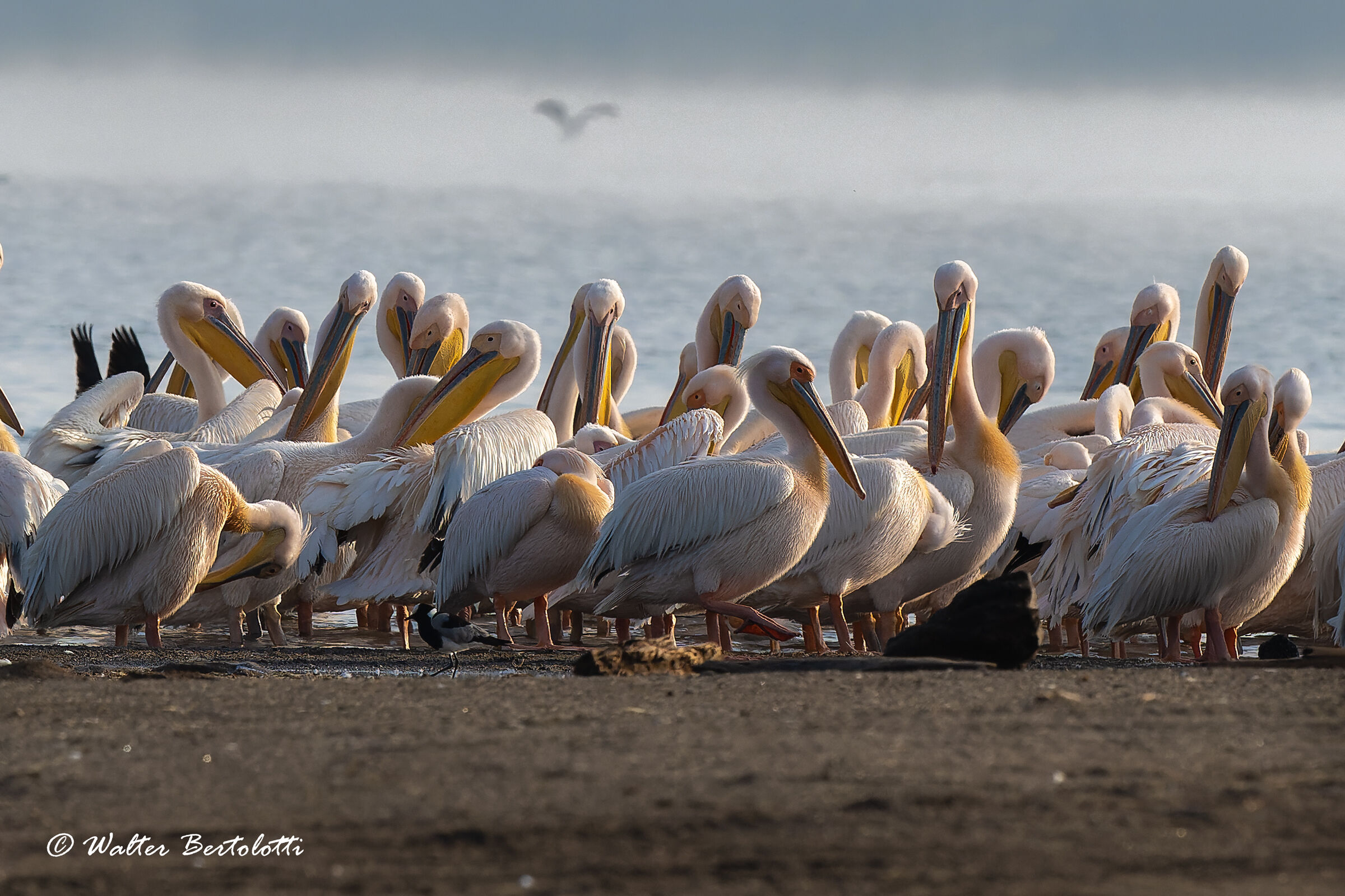 ospiti del Nakuru