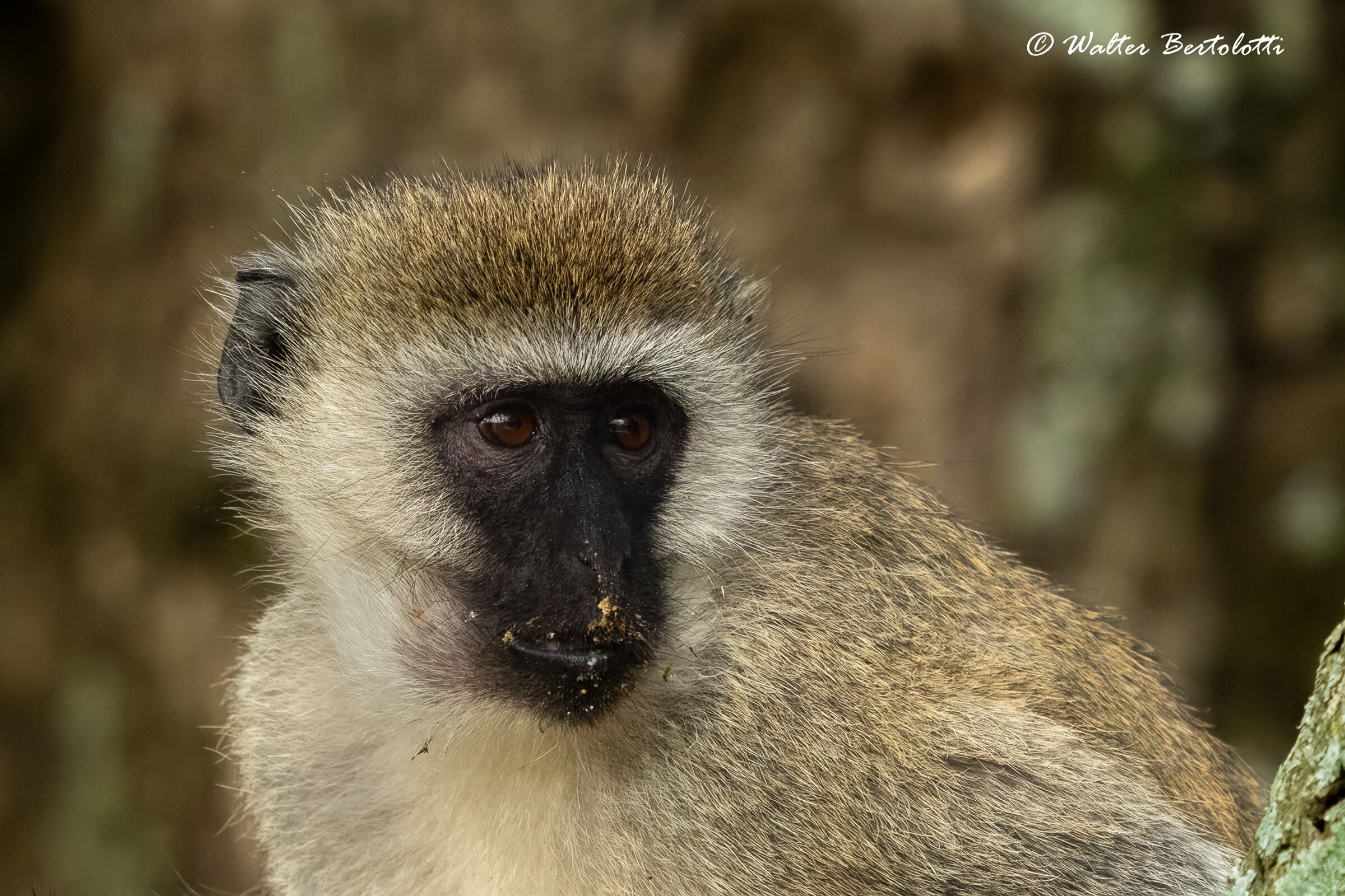 la piccola dispettosa