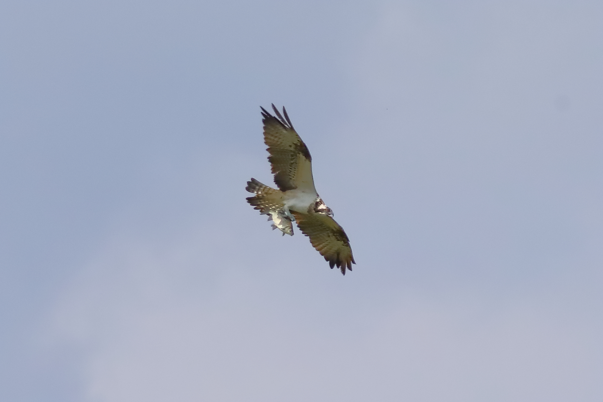 Osprey 01-09-2023