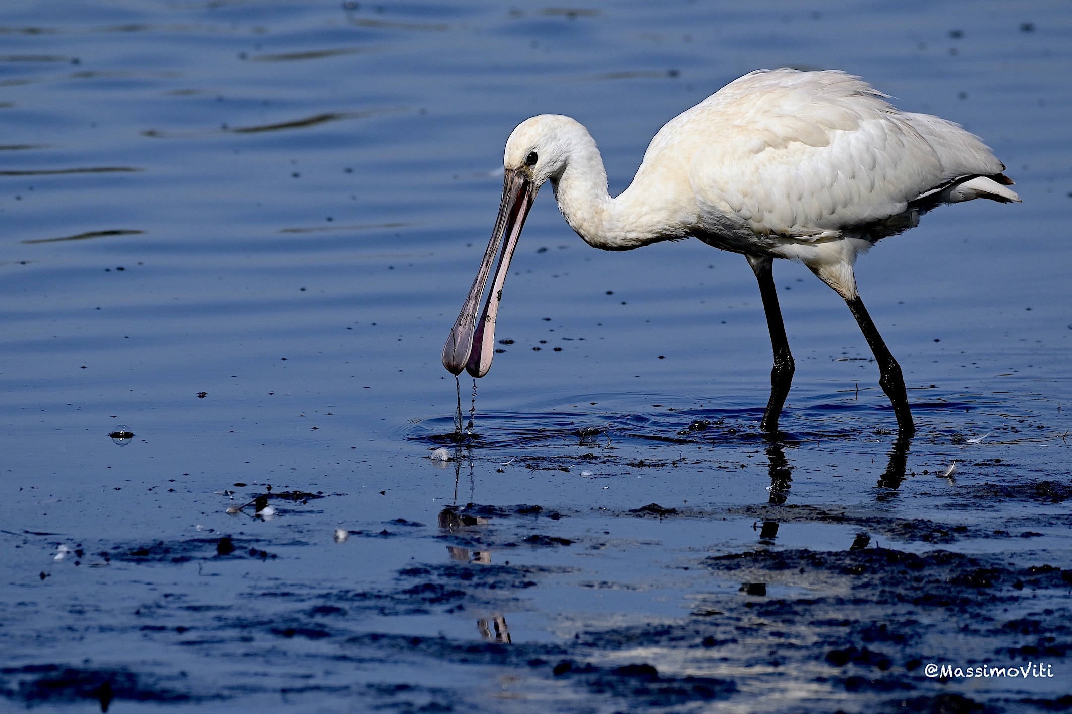 Spatola ( Platalea leucorodia )