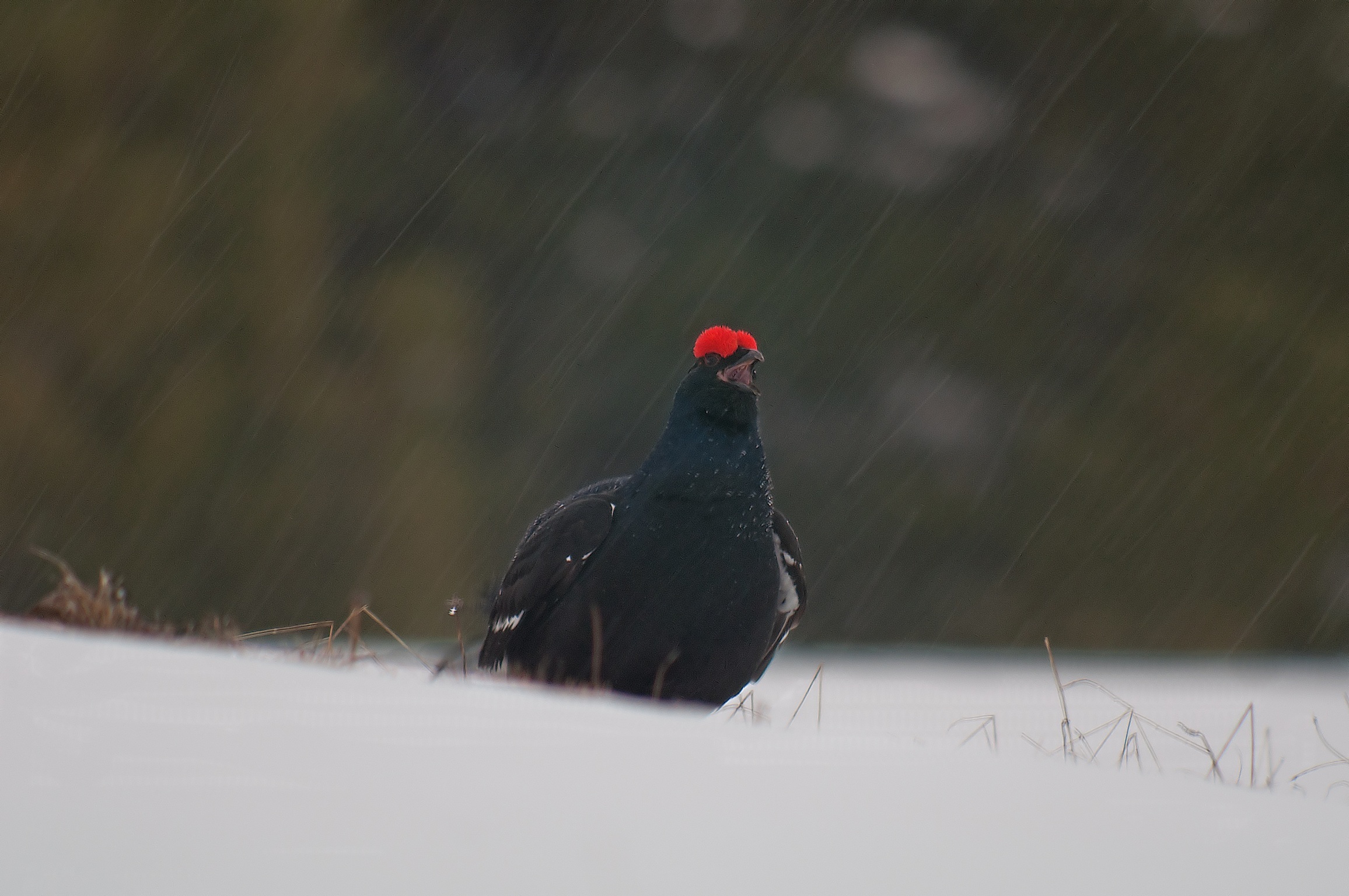 Gallo forcello sotto il diluvio