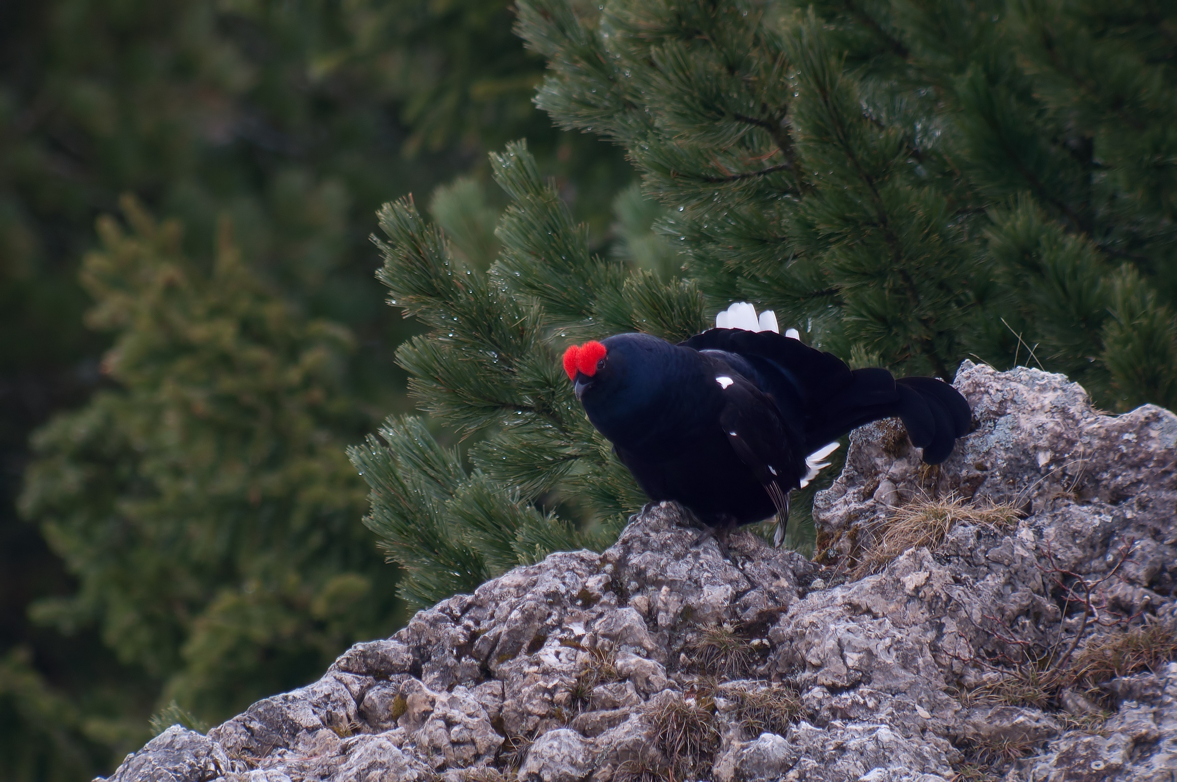 Black grouse