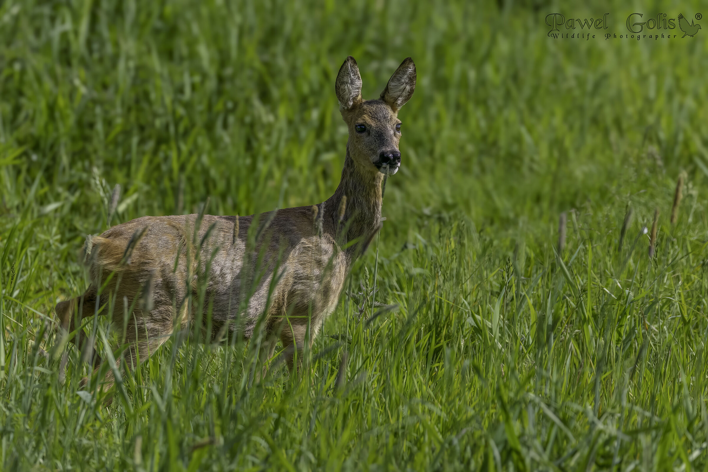 Capriolo (Capreolus capreolus)