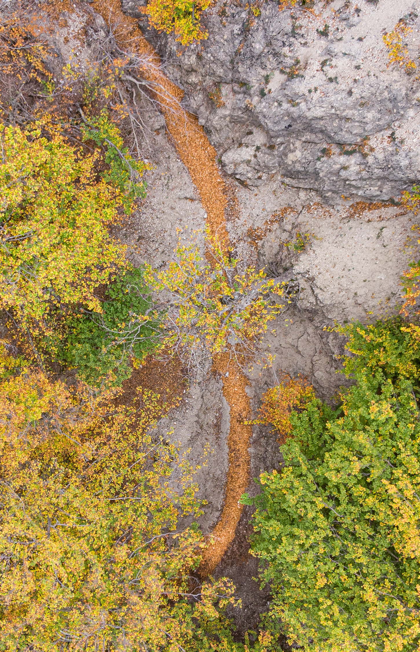 Stream of leaves.