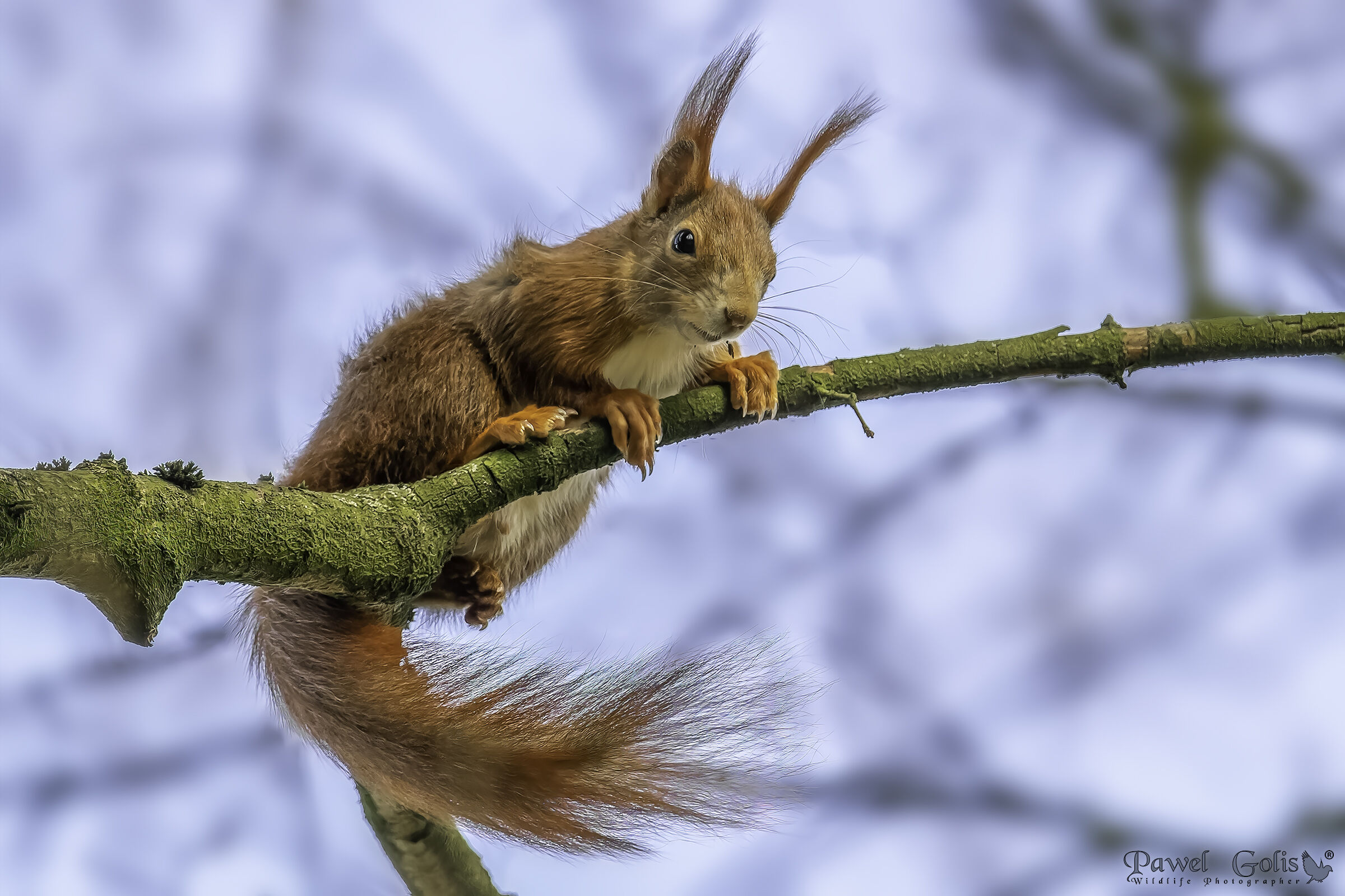 Scoiattolo rosso (Sciurus vulgaris)