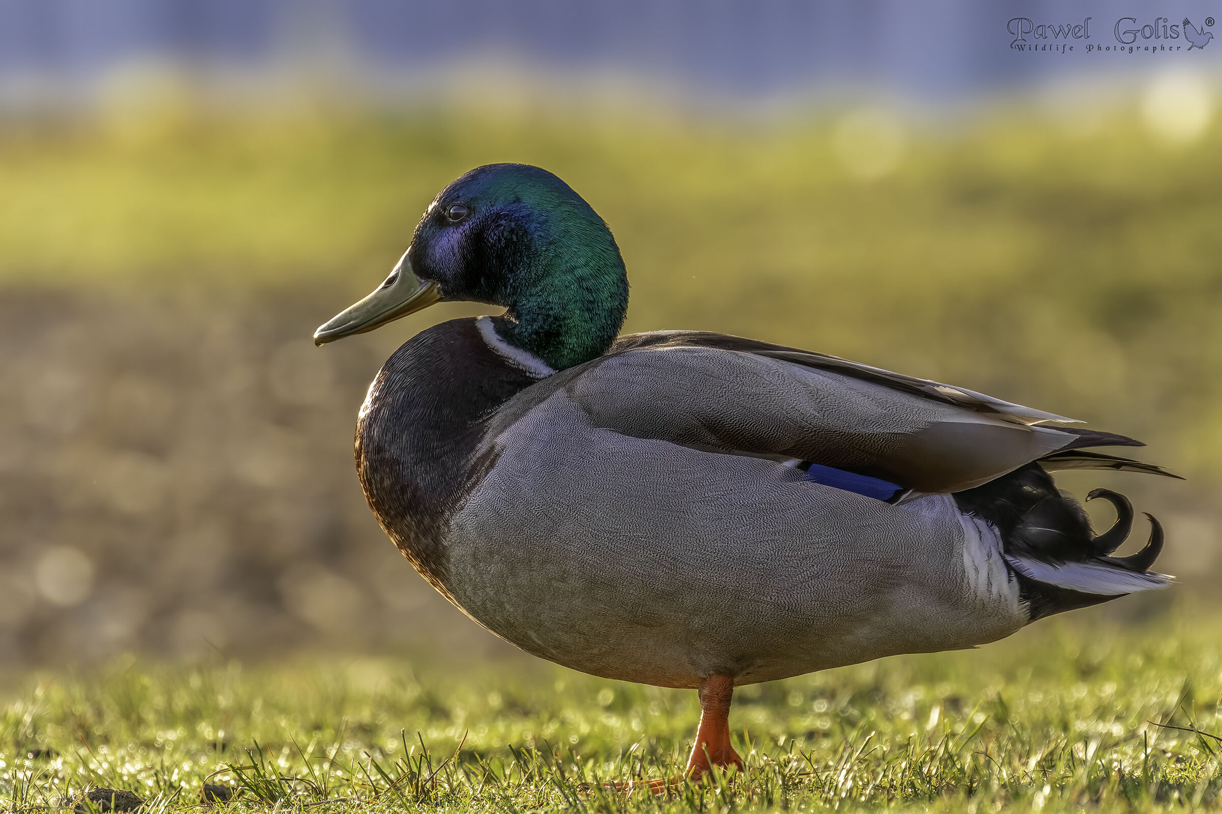 Germano reale (Anas platyrhynchos)