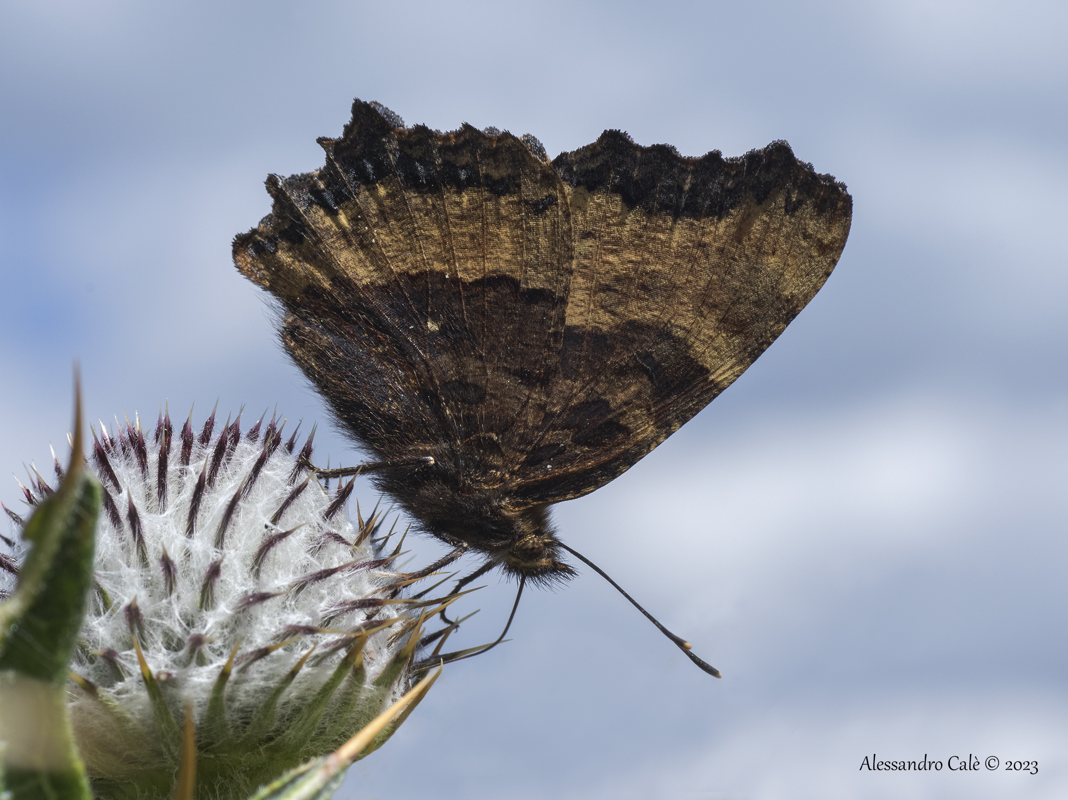 Nymphalis polychloros (Vanessa multicolore) 9458