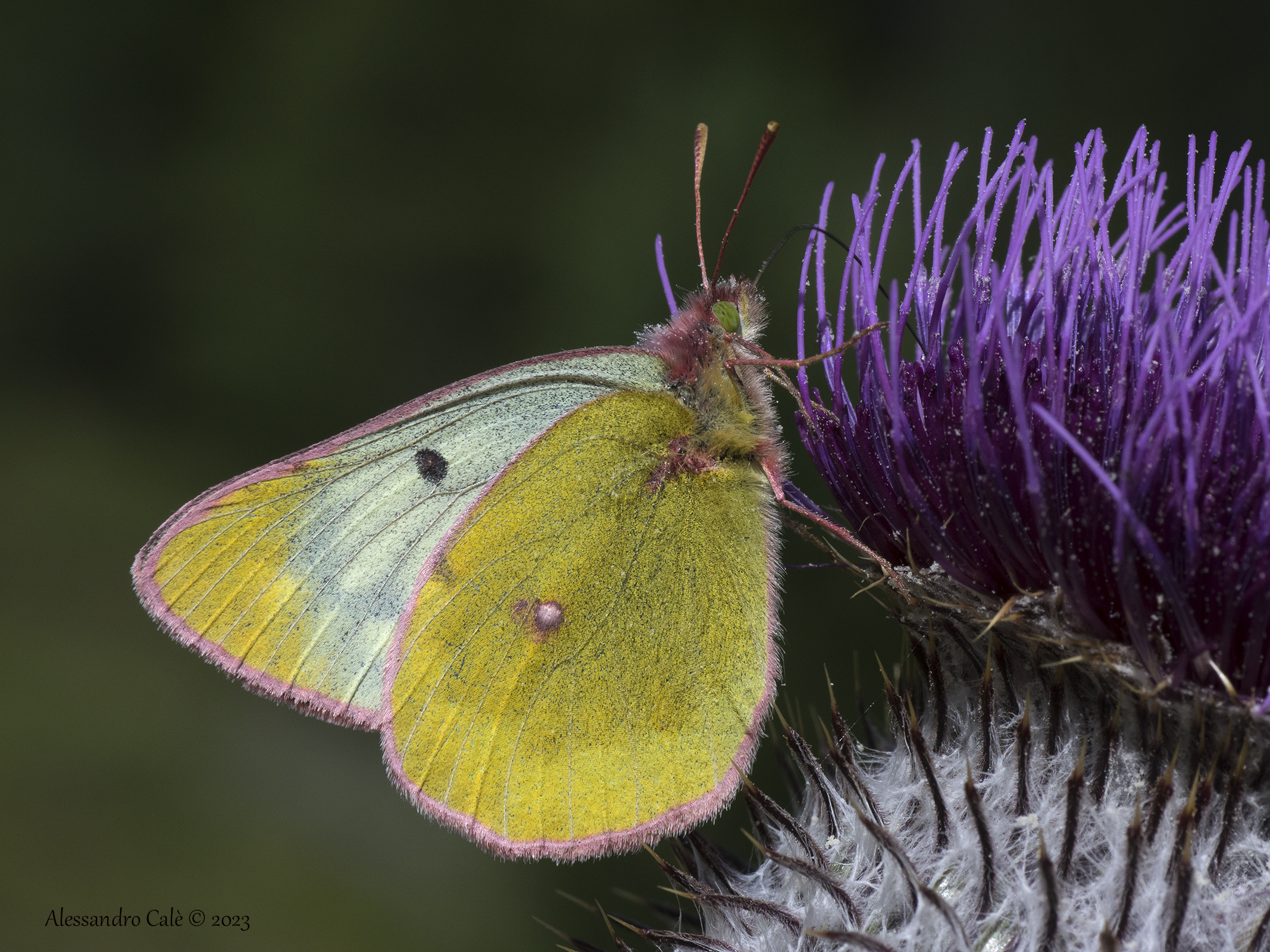 Colias palaeno 9493