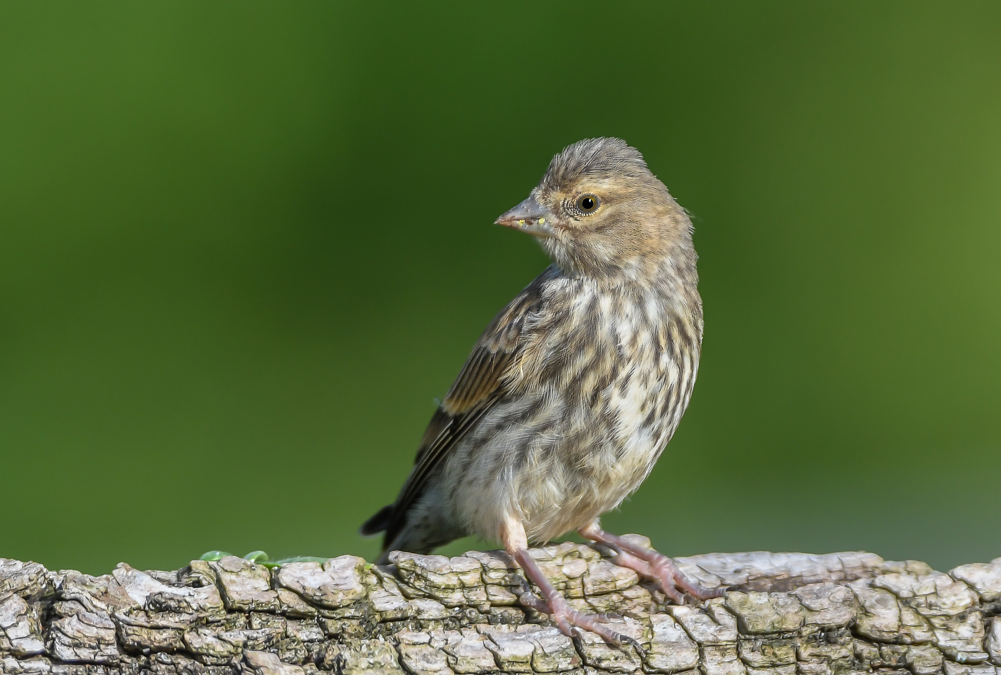Fanello, an essentially granivorous bird