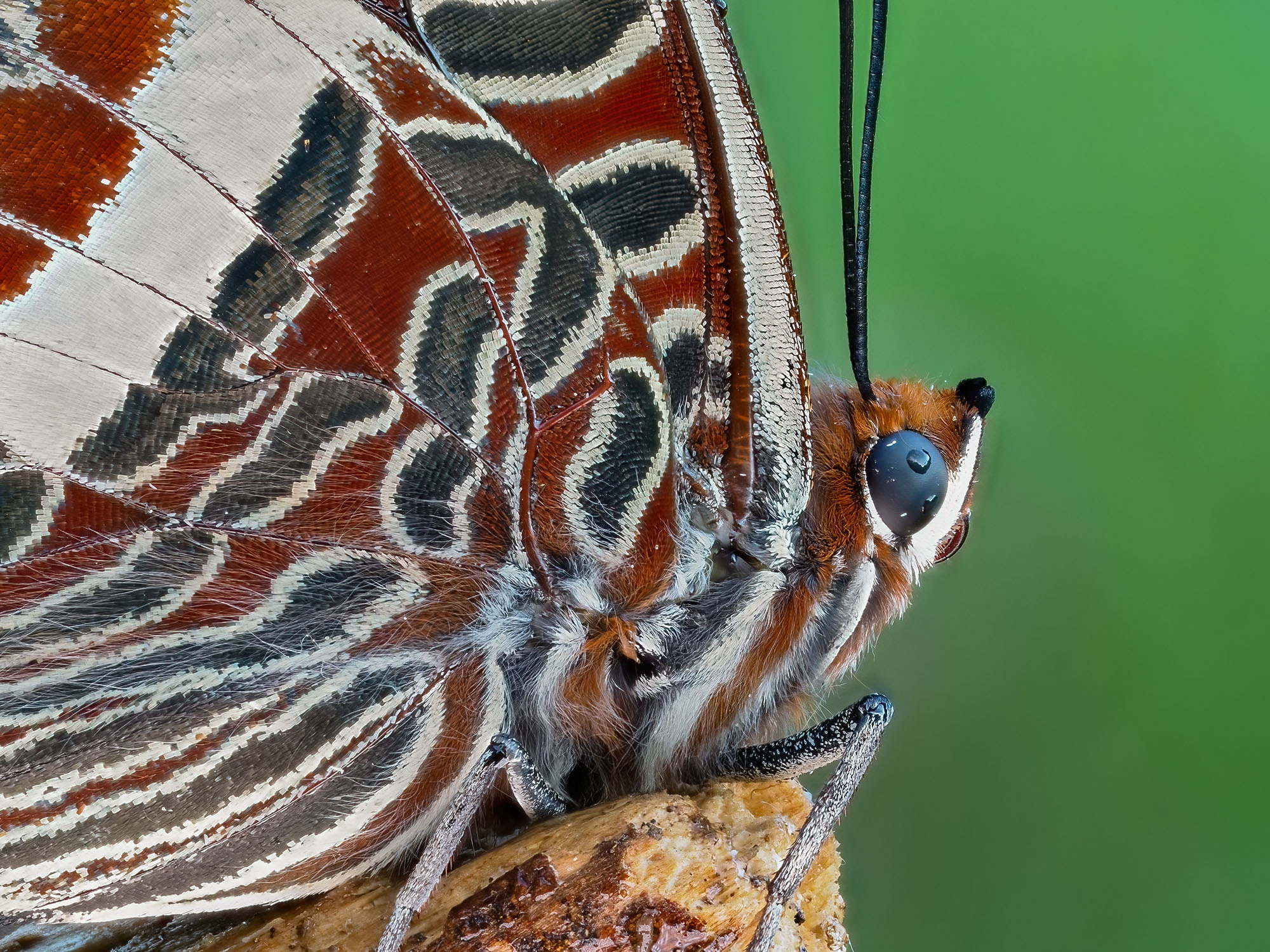 Charaxes jasus