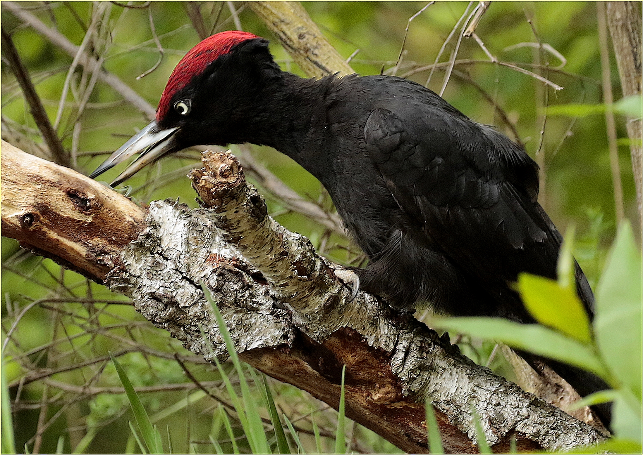 ''Black Woodpecker''
