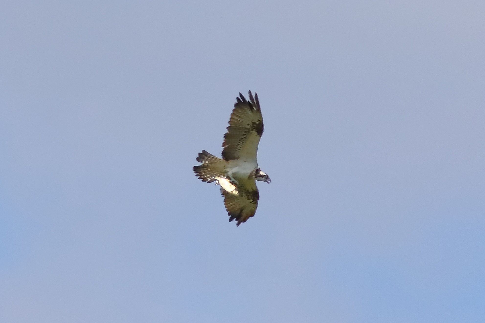 Osprey 01-09-2023