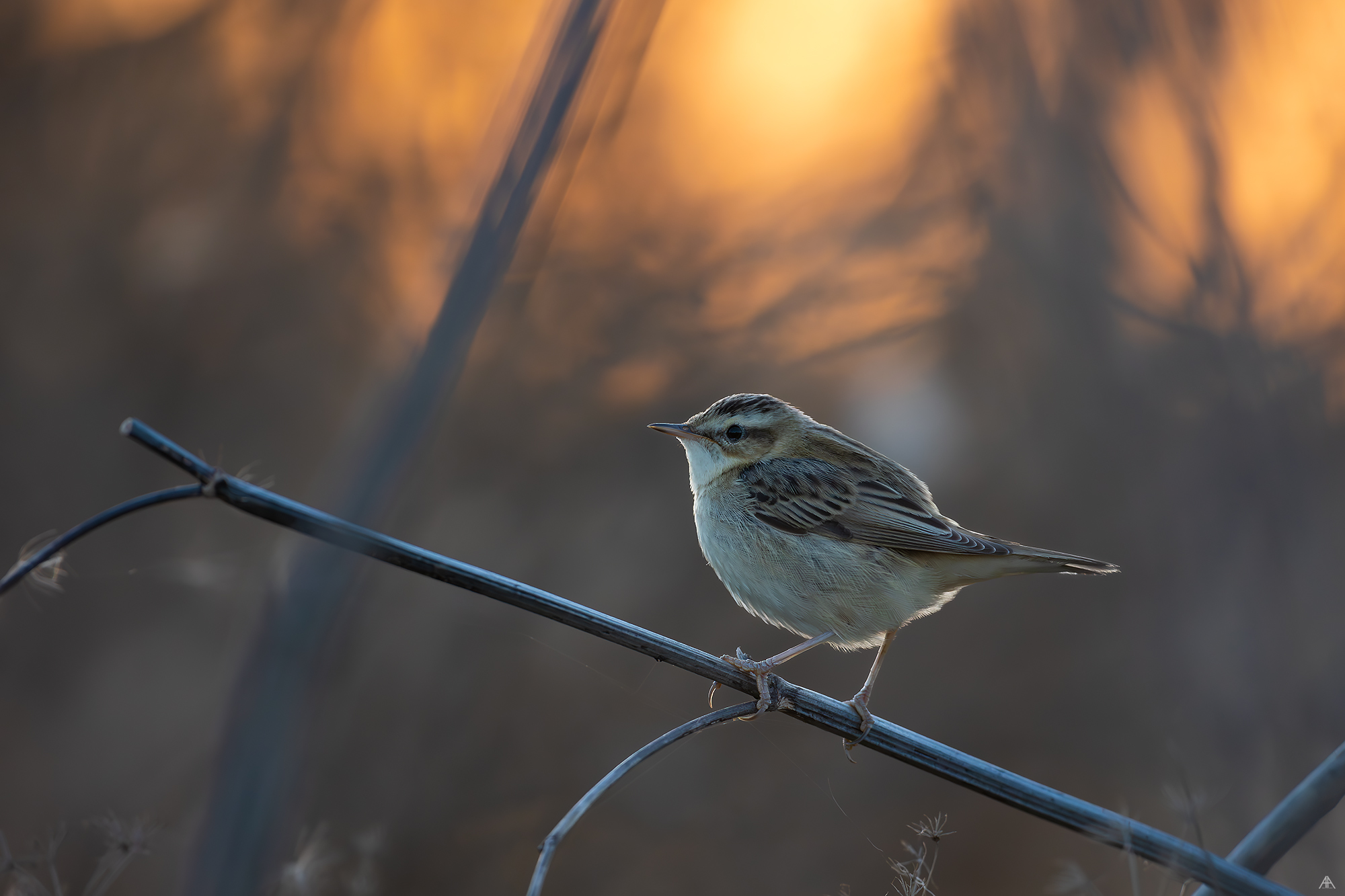 Lacar mic / Acrocephalus schoenobaenus