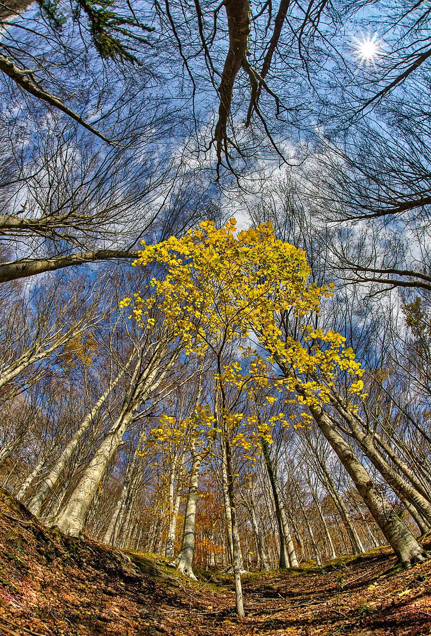 Dove gli alberi toccano il cielo