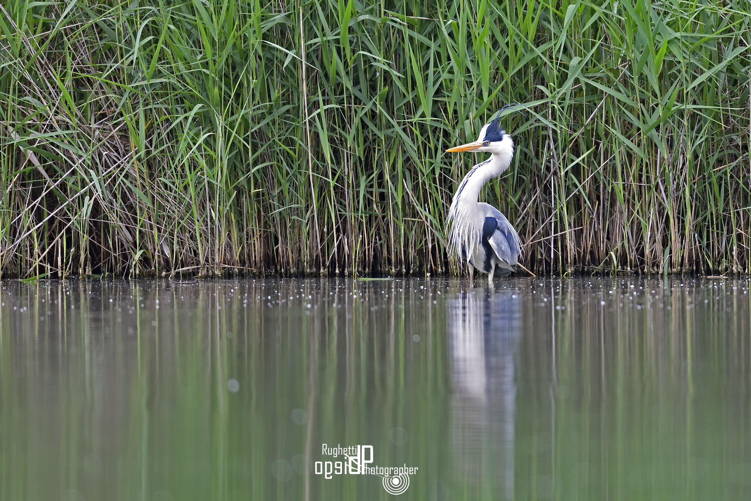 Grey with a high crest
