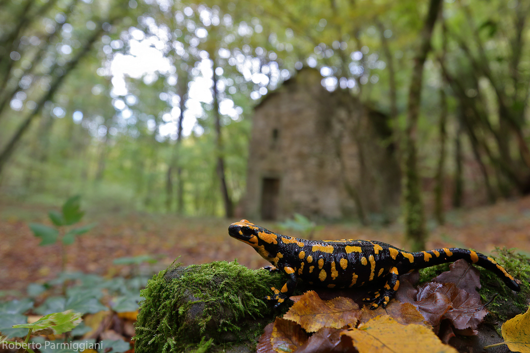 Il guardiano del mulino 2