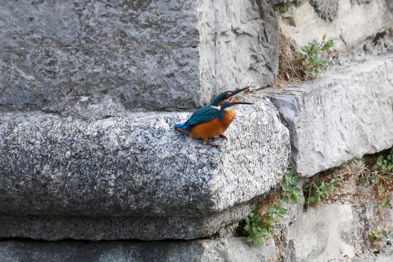 The kingfisher:Adesso che l'ho preso lo ingoio
