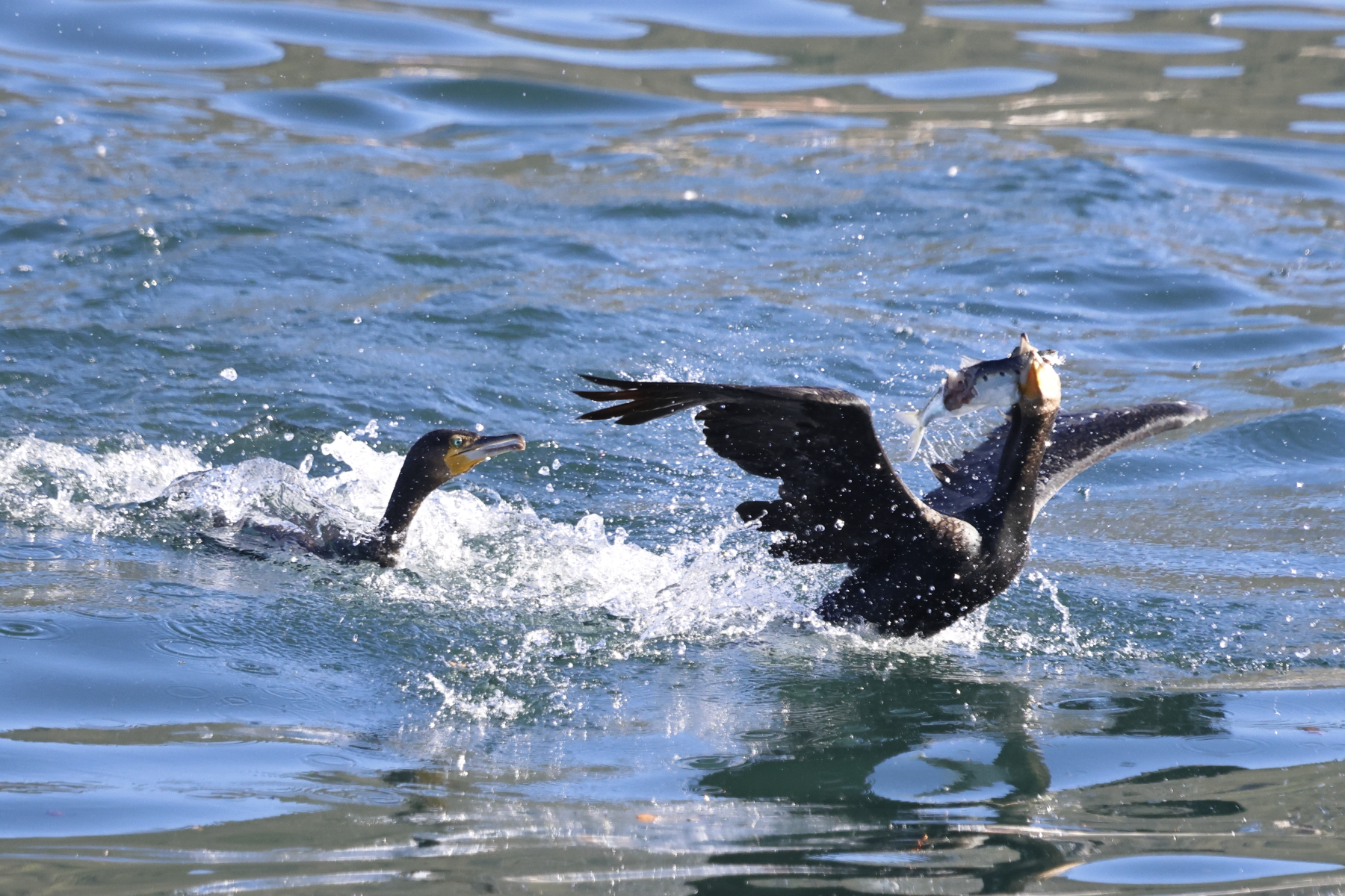 It's mine: only mine....