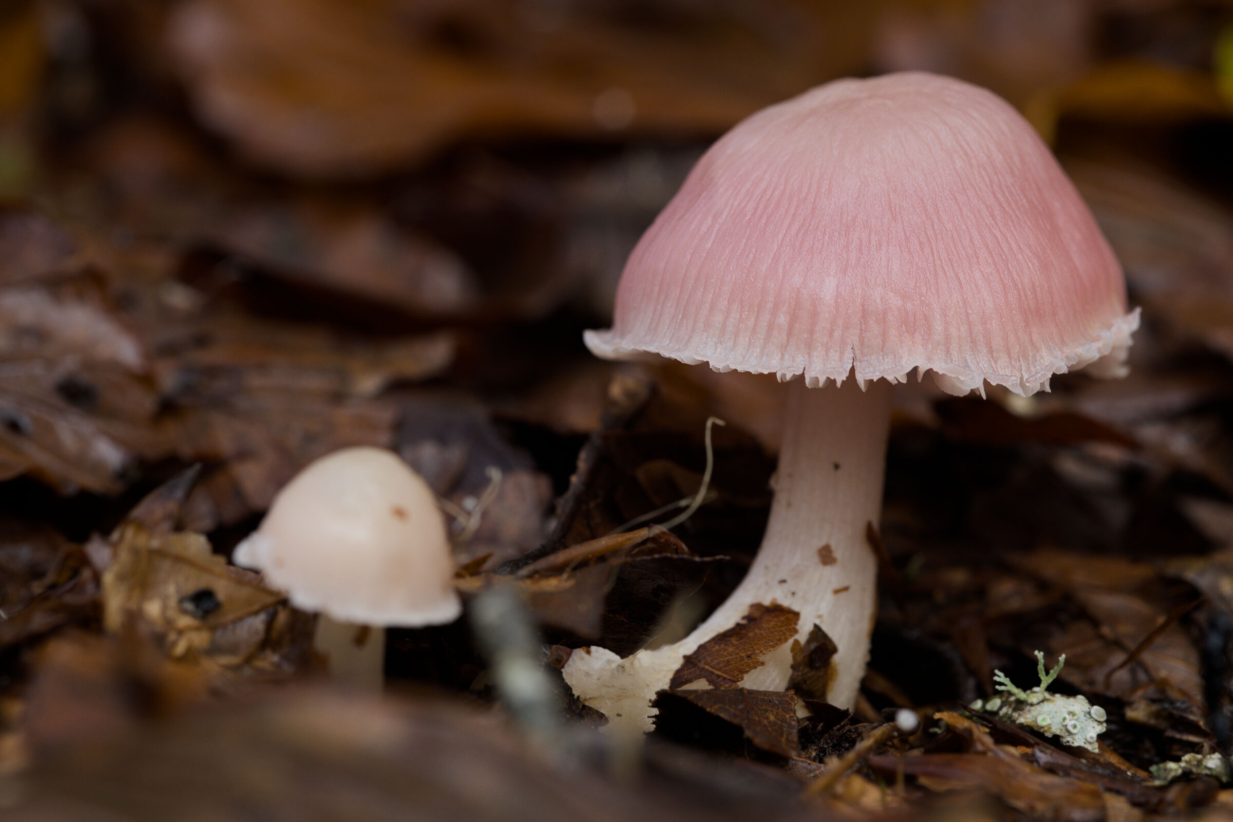 Pink Mushroom