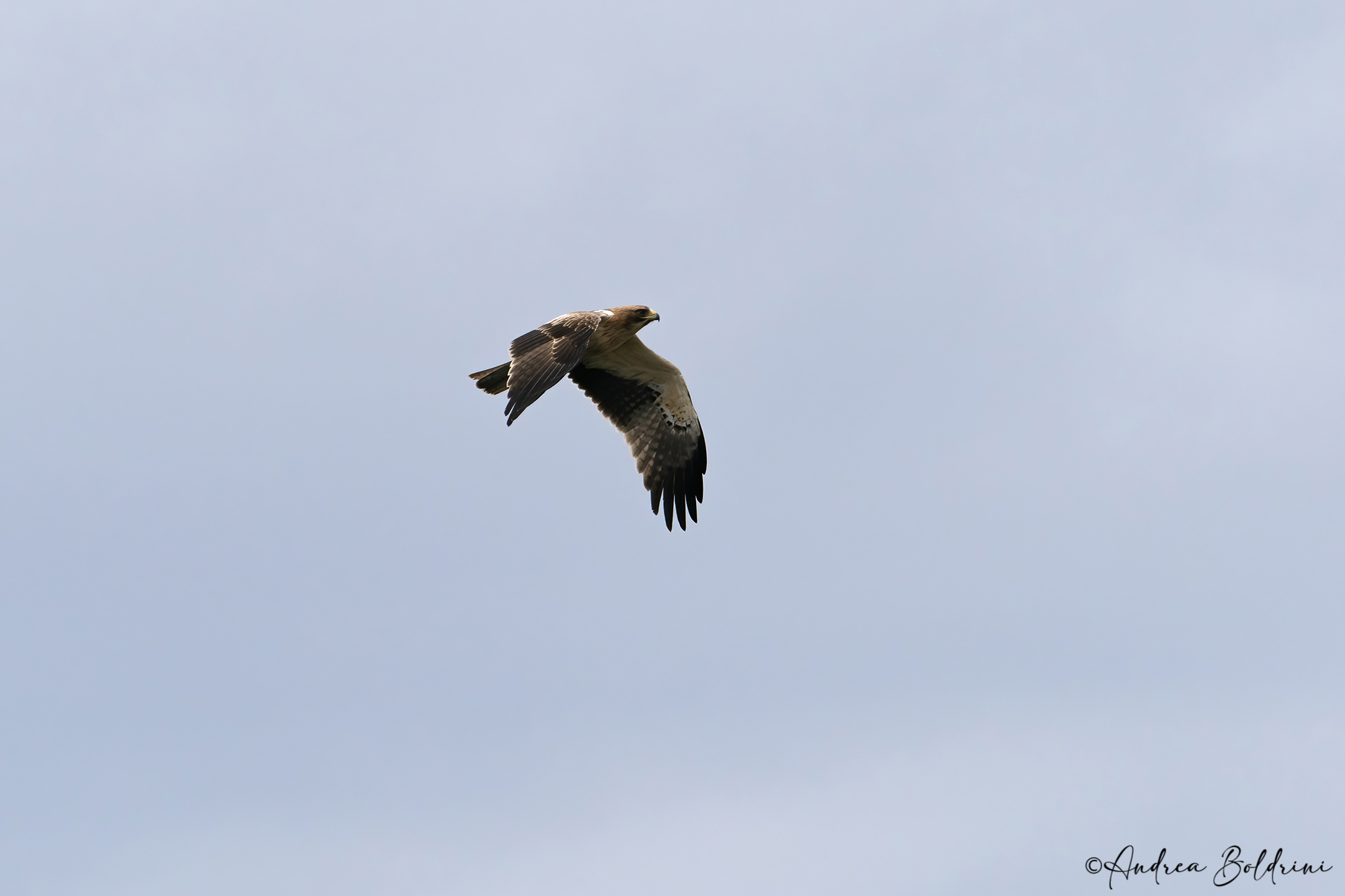 Lesser Eagle