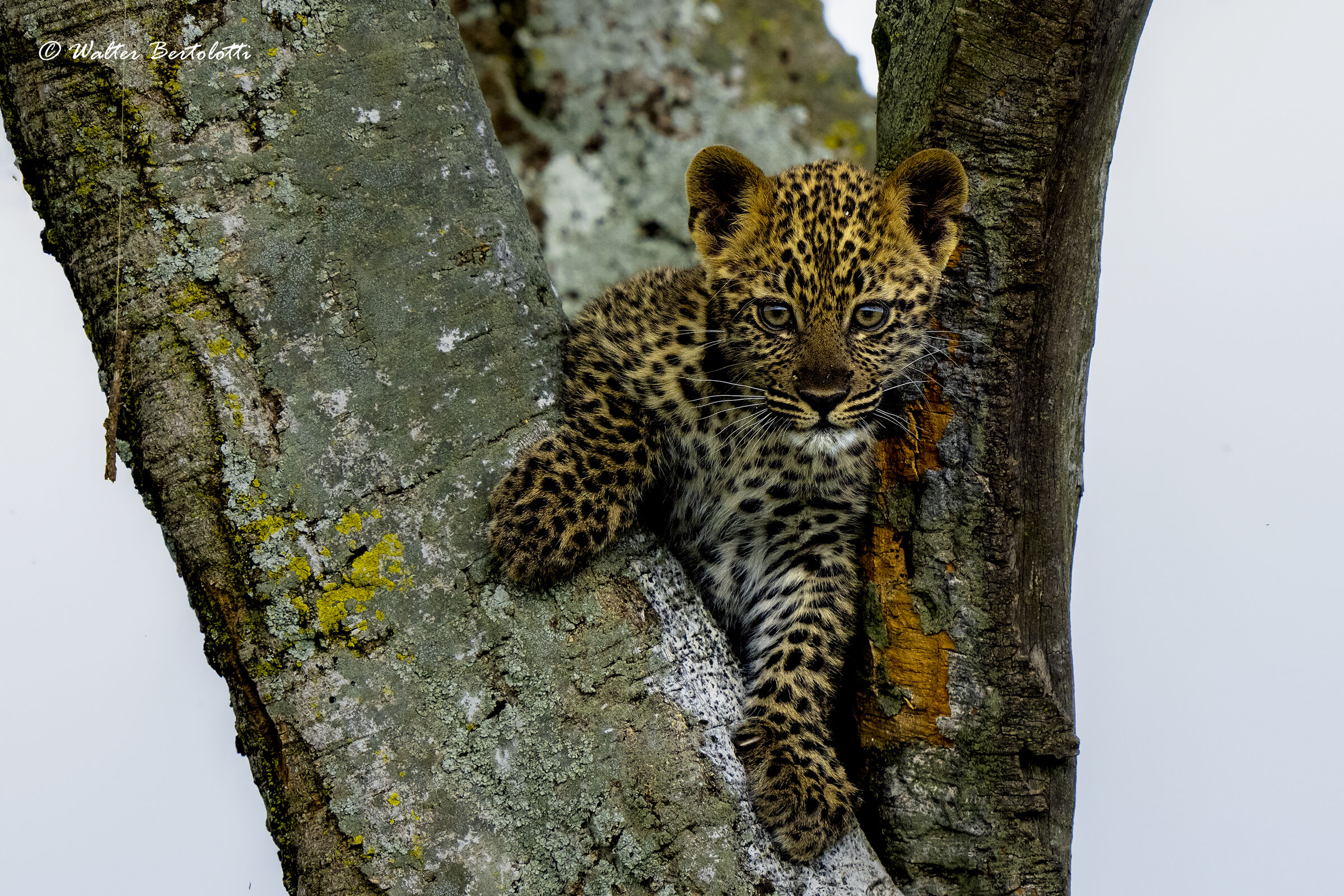 la curiosità negli occhi