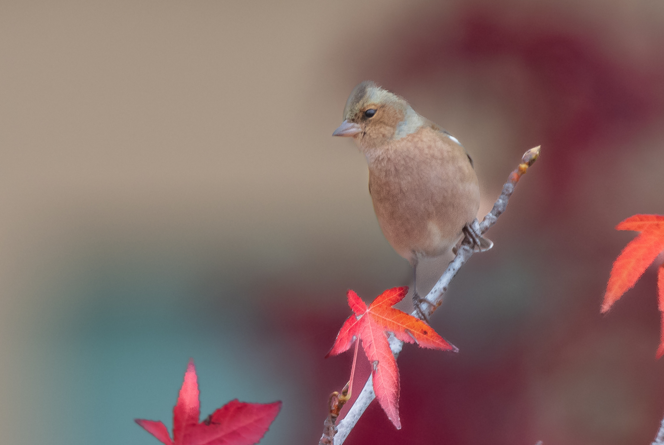chaffinch