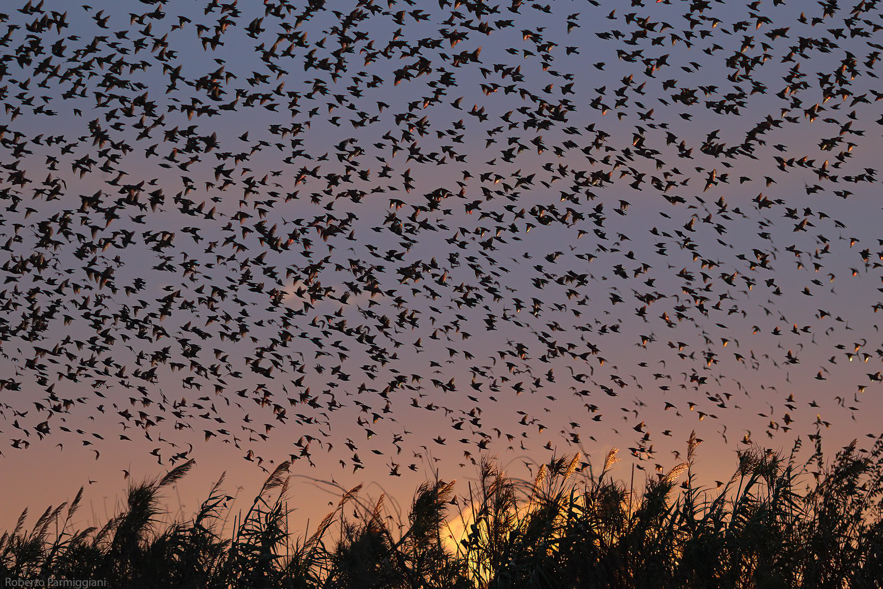 The birds